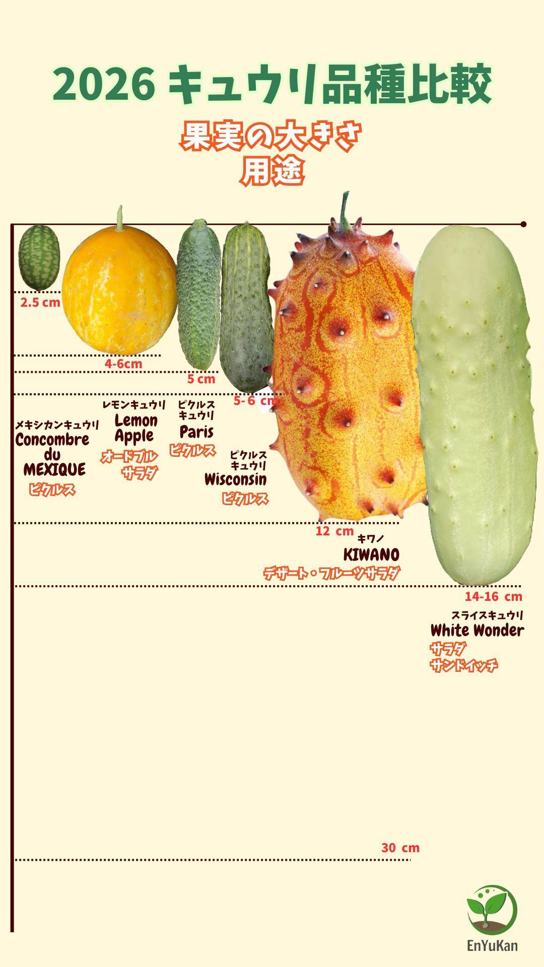 キワノ・AFRIQUE KIWANO（固定種）【約15粒】<S-2424> | みらいのたね 