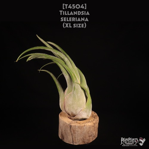【送料無料】seleriana XL〔エアプランツ〕現品発送T4504