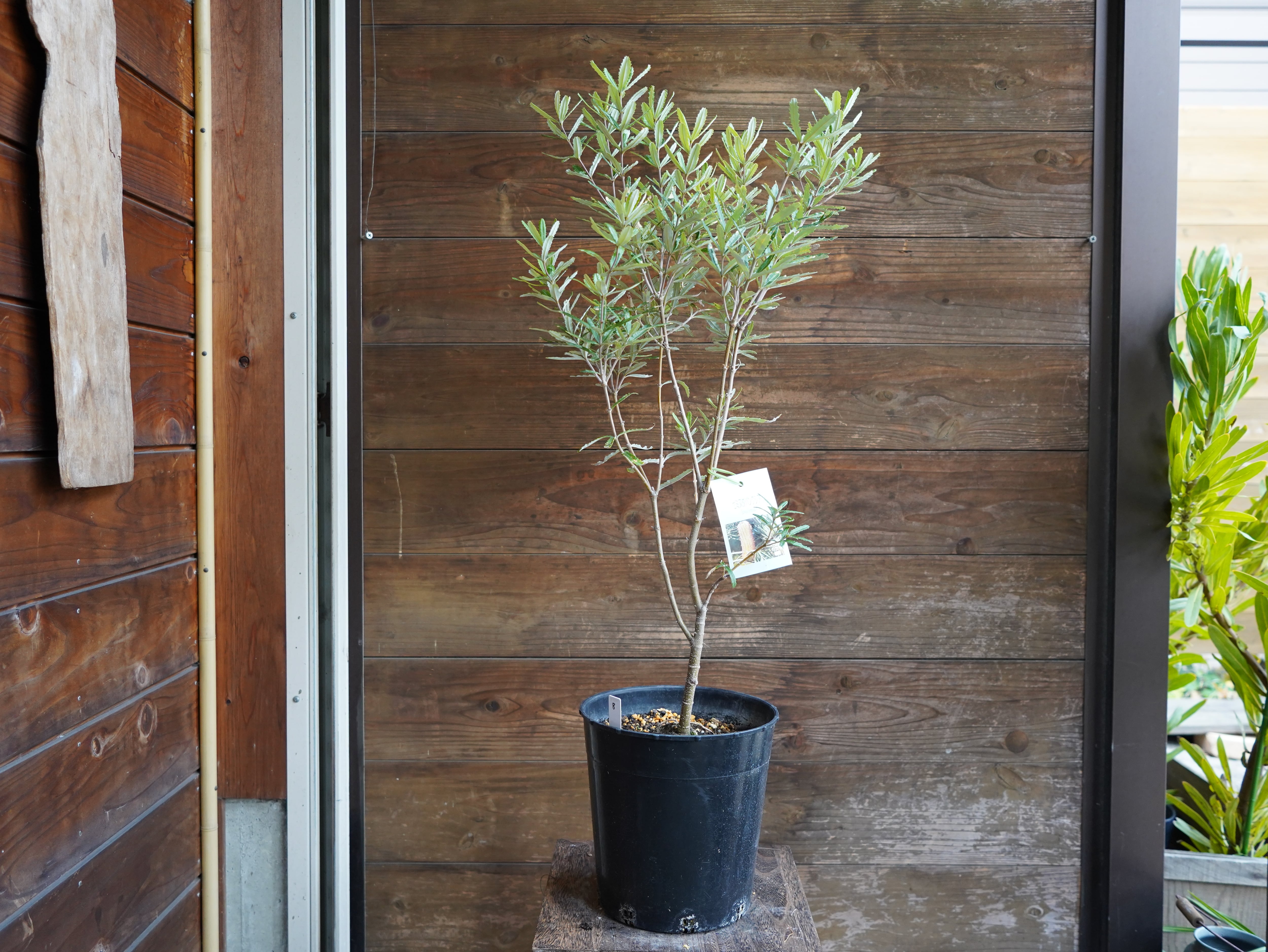 【現物】バンクシア　”セミヌダ”　B