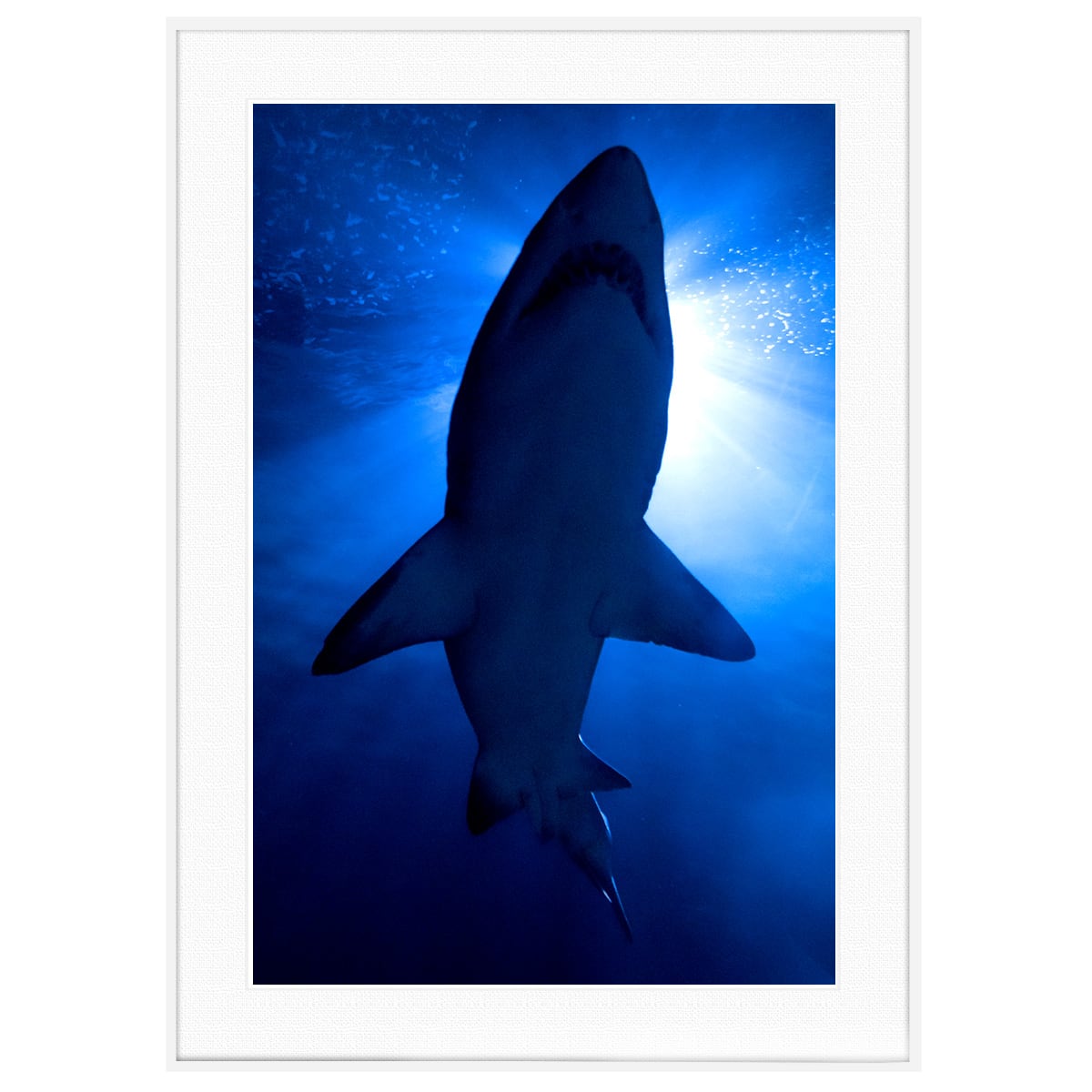 【額入りポスター】タンタンの冒険 サメ型潜水艦 アートプリント　リトグラフ 動物写真 サメ インテリア アートポスター額装 AS2985 | インテリア