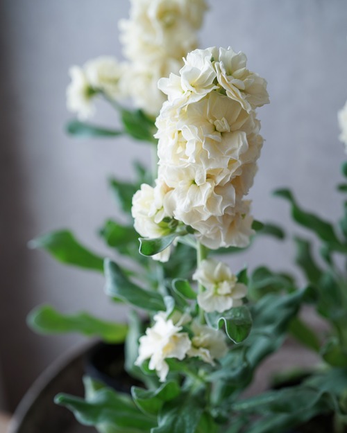 ストック　八重咲き　クリーム　３号