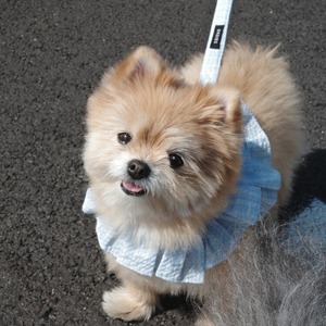 【予約】[ OHDIBS ] CAPENESS leash｜NO.17 _Babyblue check