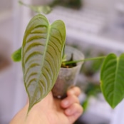 アンスリウム・ベイチー / Anthurium Veitchii / 観葉植物⑭