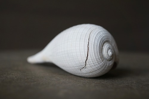 フロリダ州産巻貝化石  Ficus floridensis 1628