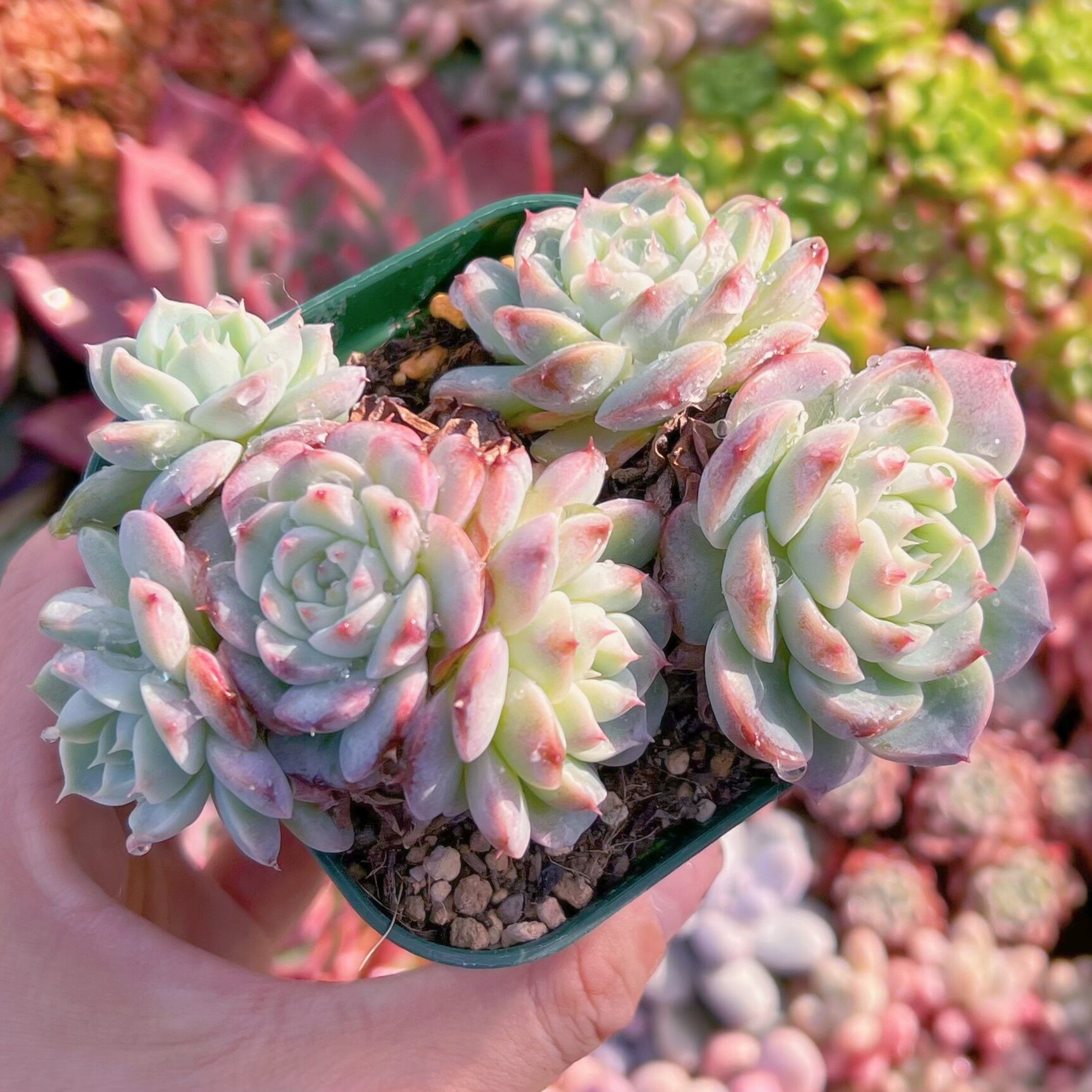 現品　ジャムハート#250   古株　るる農園