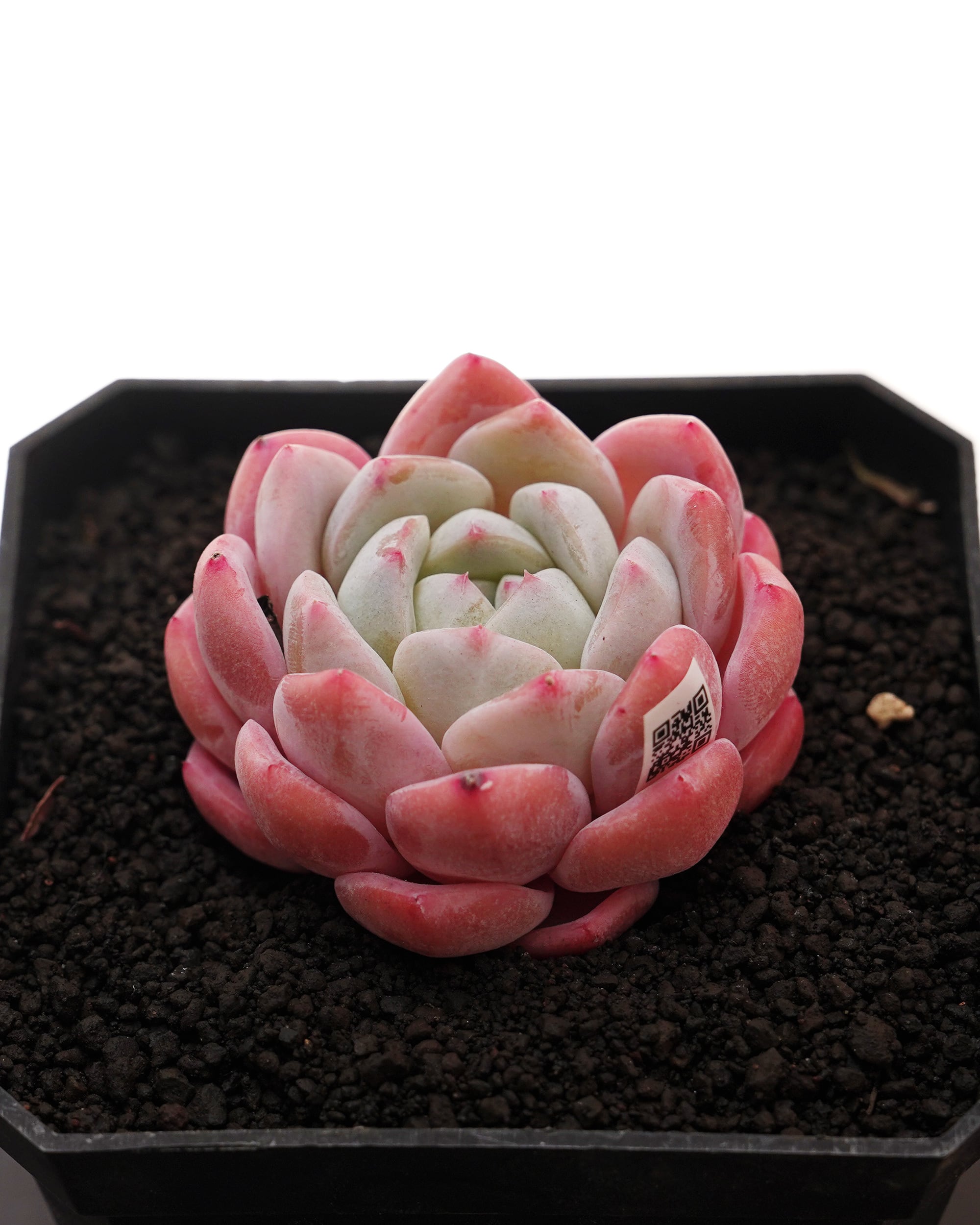 レア種・新品種 | PUKUBOOK SUCCULENTS