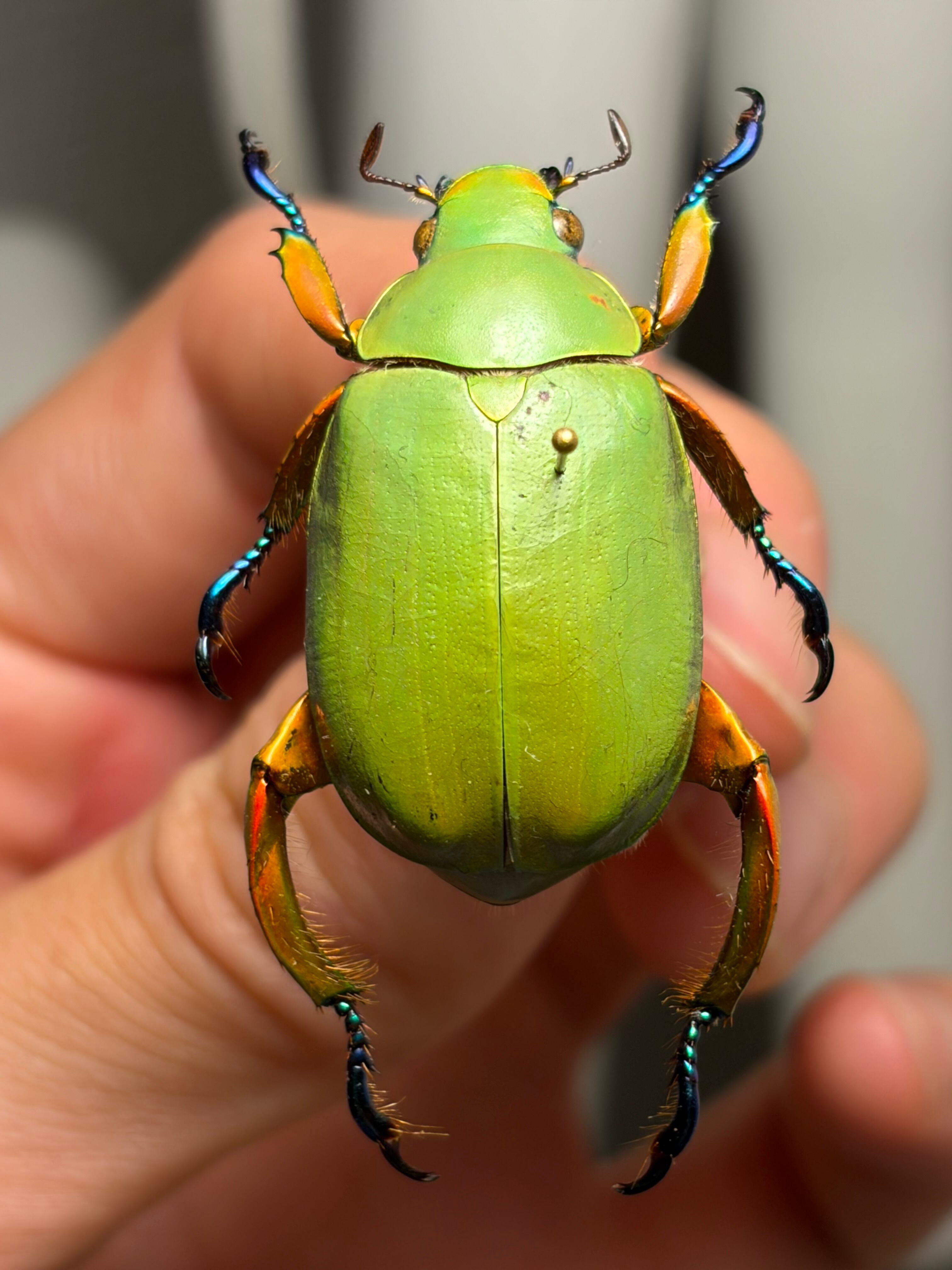 32mm】モモブトウグイスコガネ 標本 プラチナコガネ | オモニキチュウ
