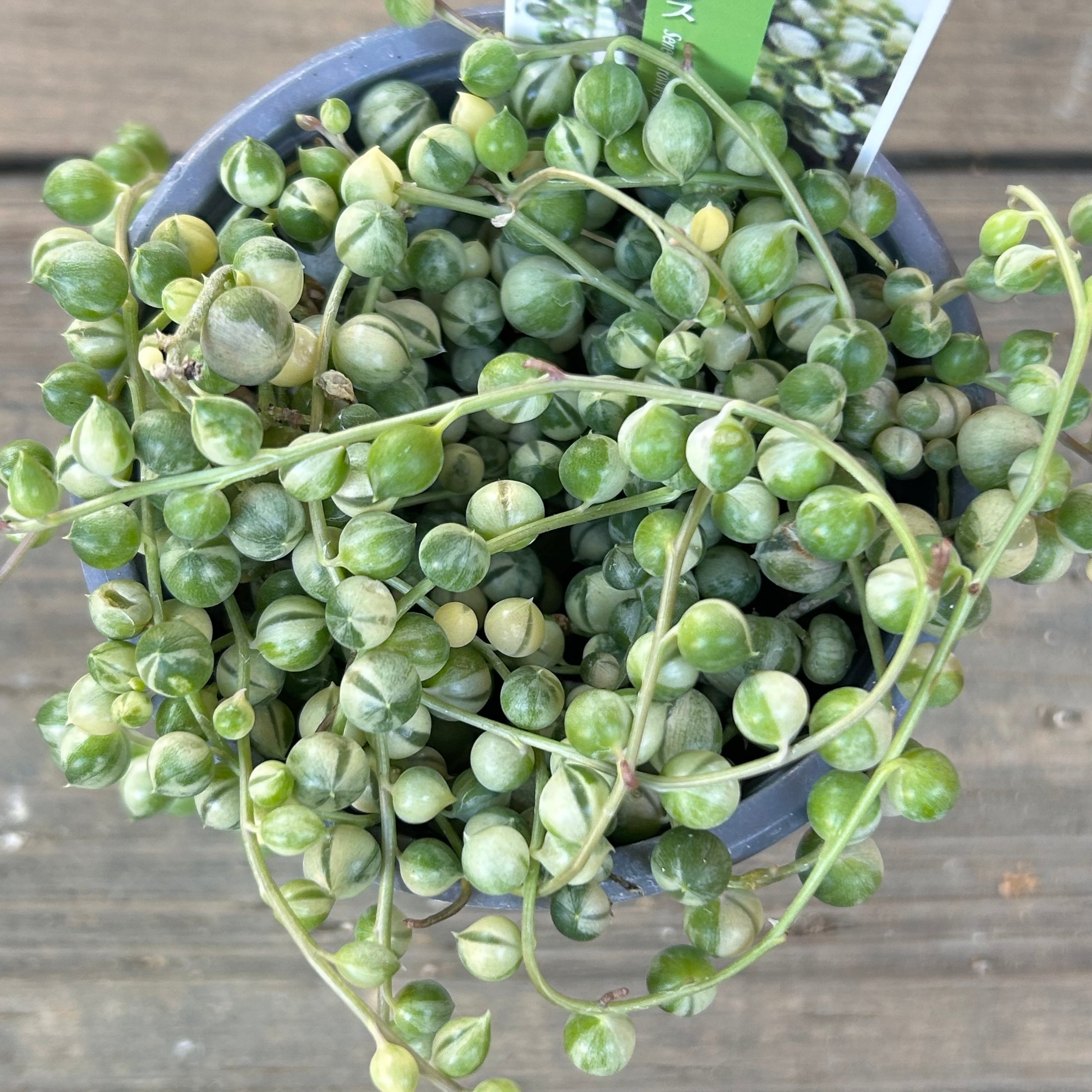 斑入りグリーンネックレス | RuPo 多肉植物専門店