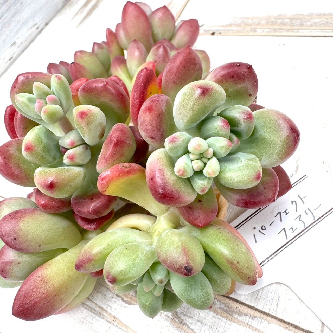 輸入苗 | アトリエnana 多肉植物専門店