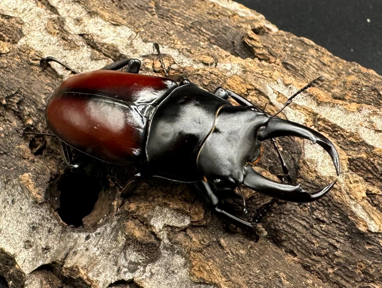 【WD】《チベット産 ドンキエルコクワ原名亜種 51mm ペア》