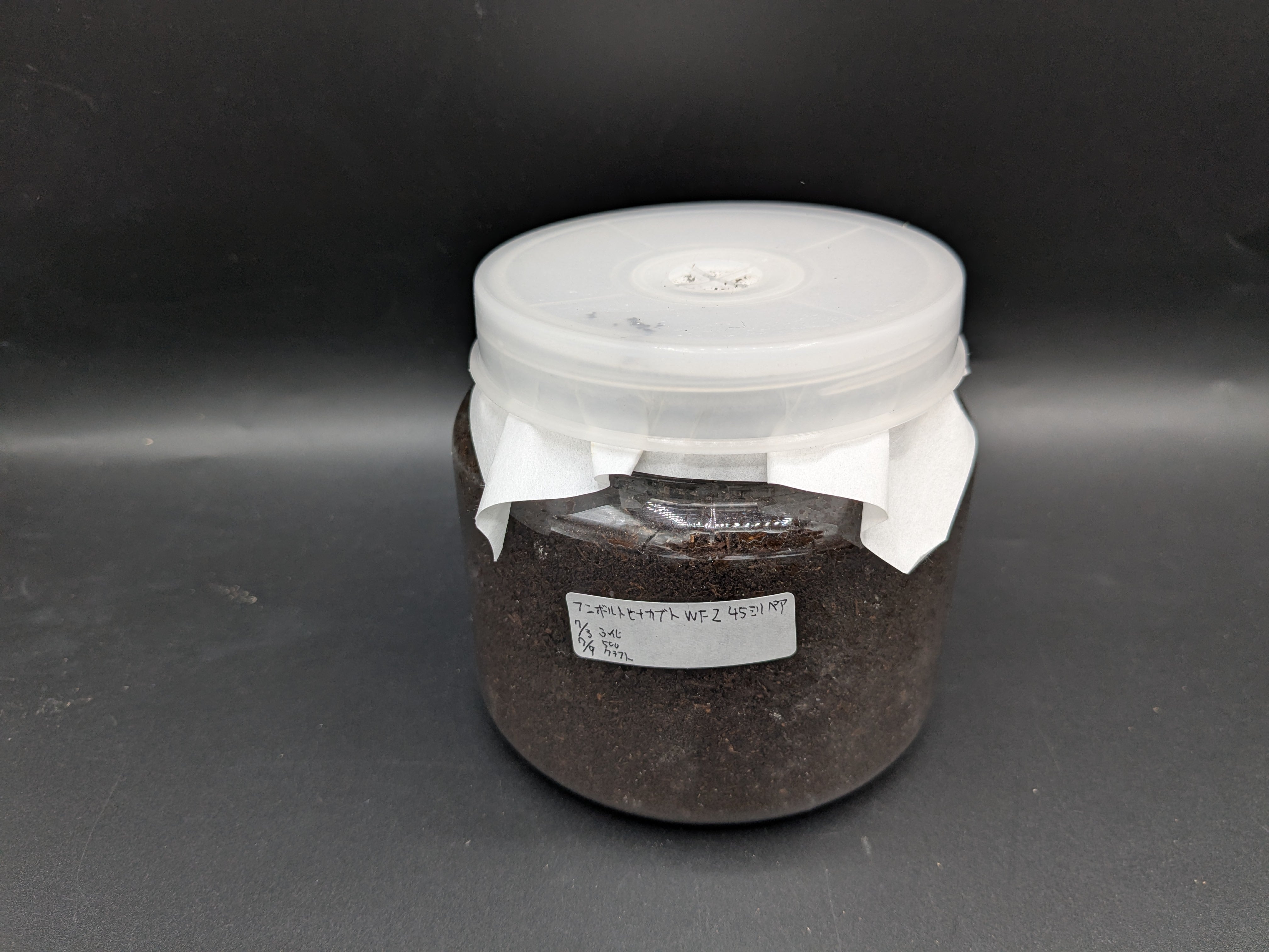 WF2フンボルトヒナカブト 幼虫