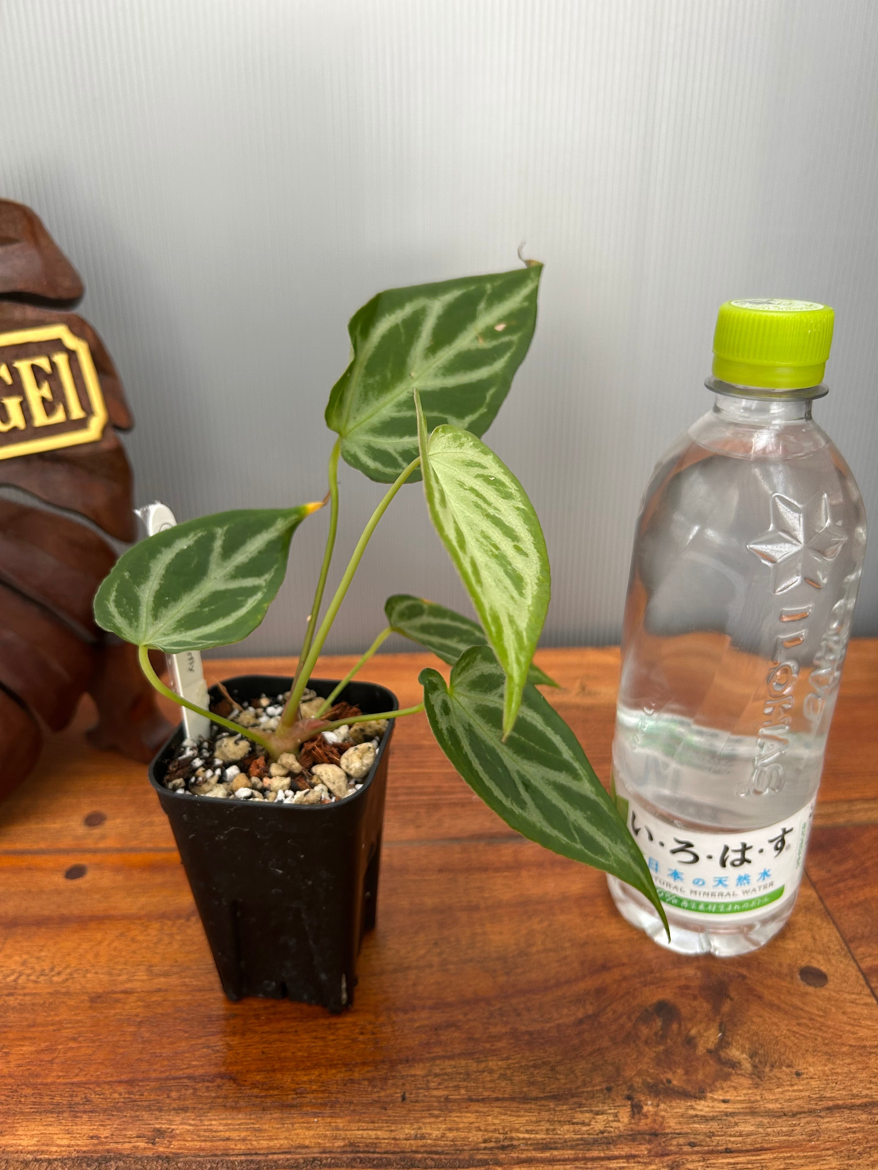 アンスリウム　シルバータイガー アンスリウム シルバータイガー ② | BA PLants