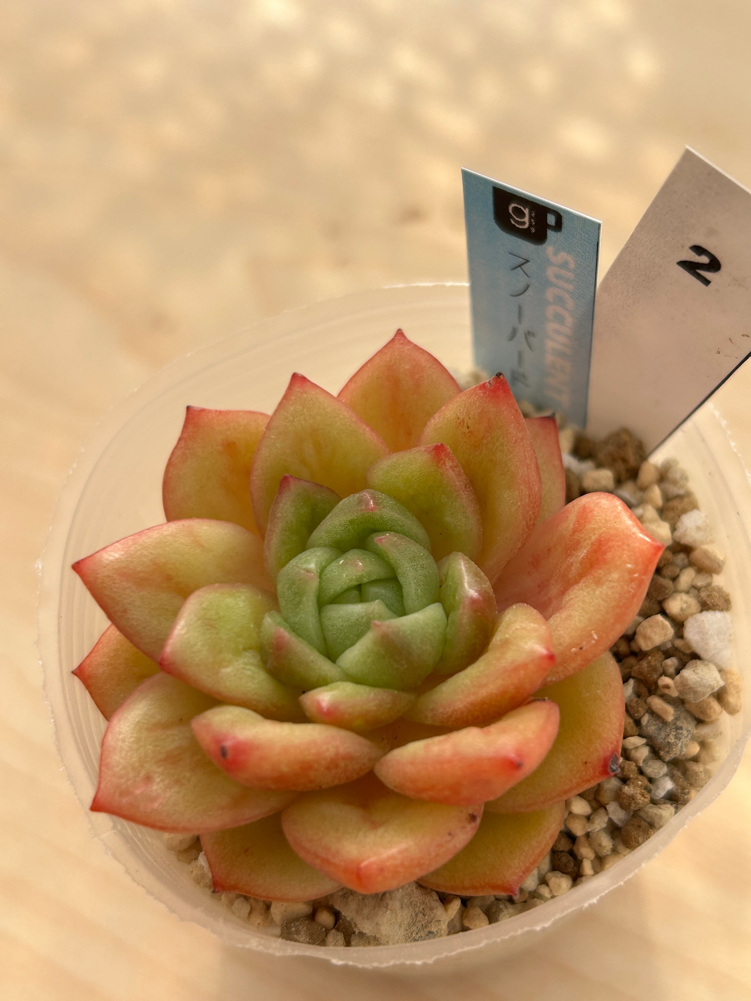 多肉植物 | 多肉植物食堂