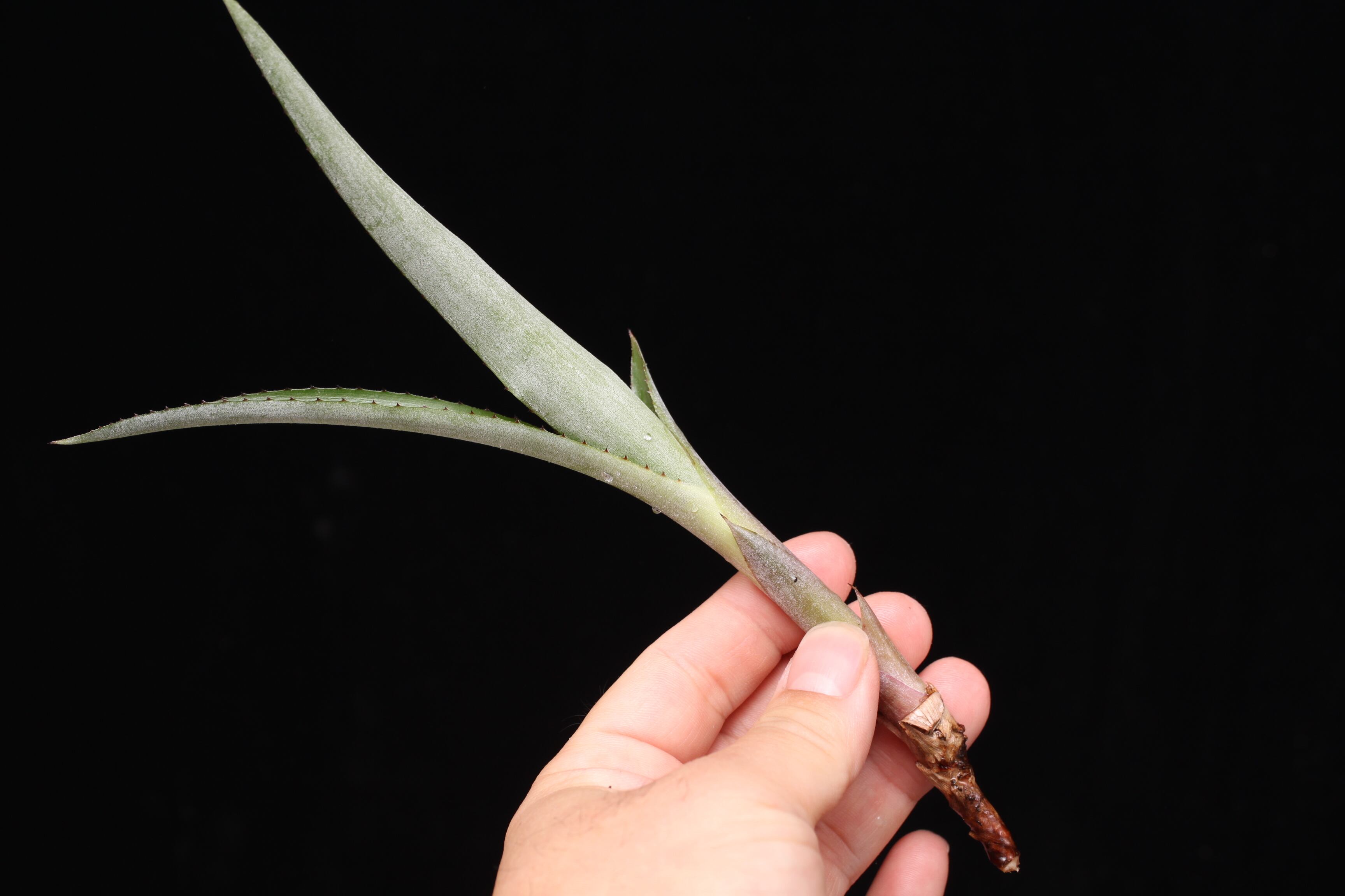 World of Tillandsia Jan Maruska著 Tillandsia of World Maruska著