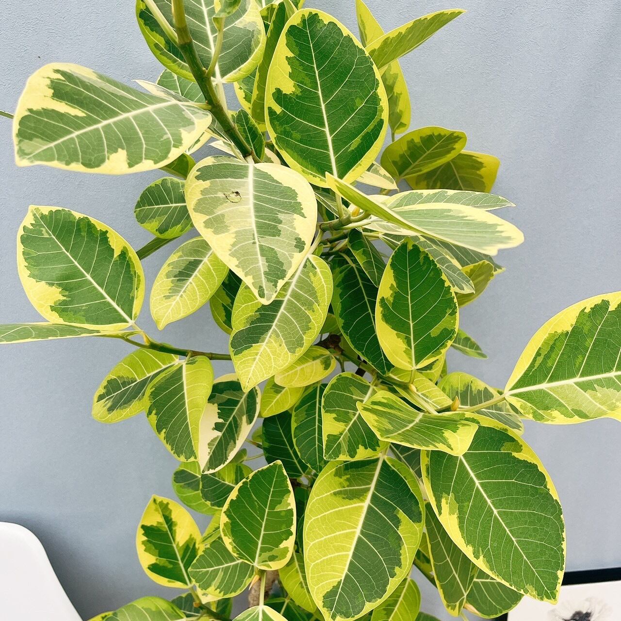 現品］80番 フィカス アルテシマ 曲がり 10号 尺鉢 観葉植物 室内 大型