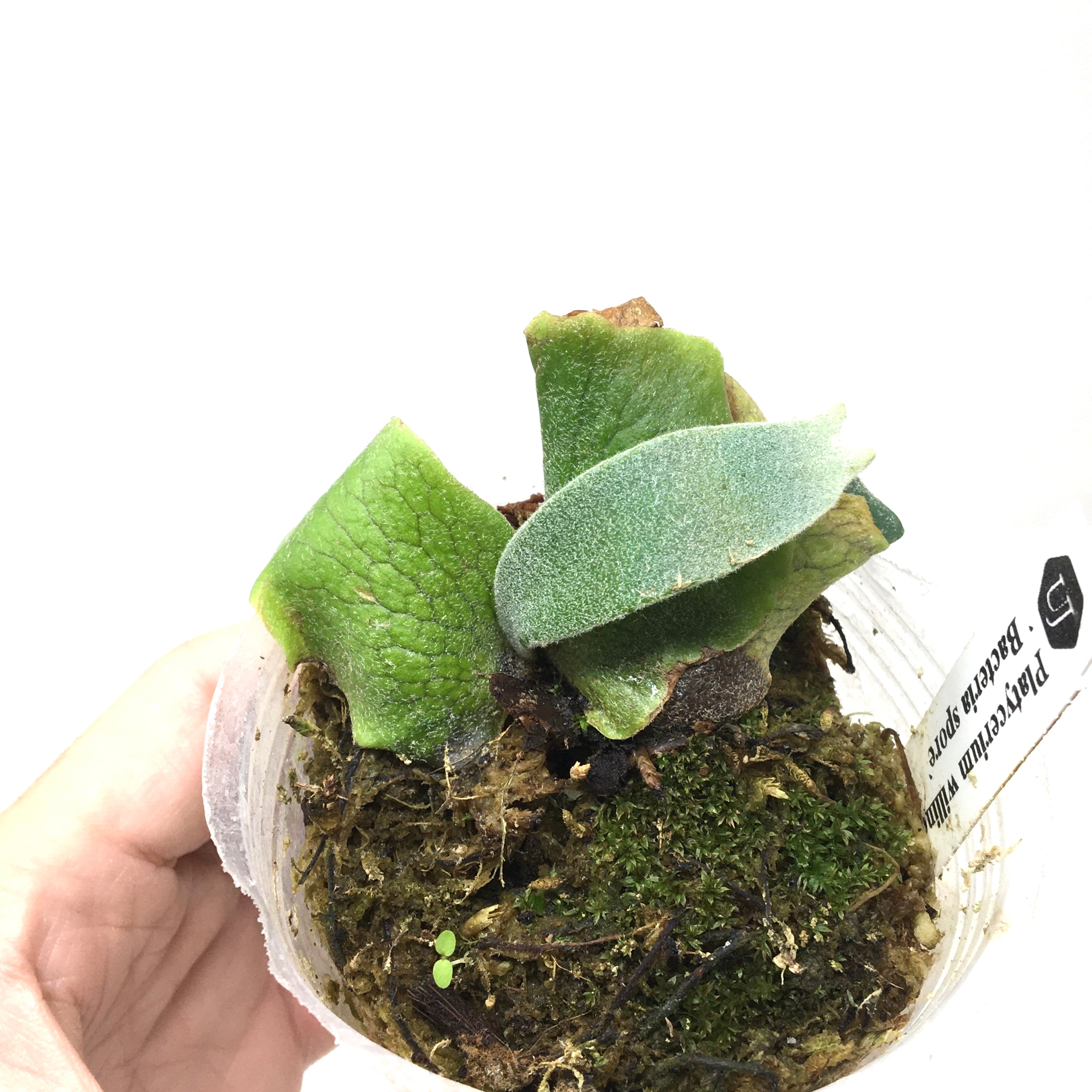 ビカクシダ バクテリア P.Willinckii 