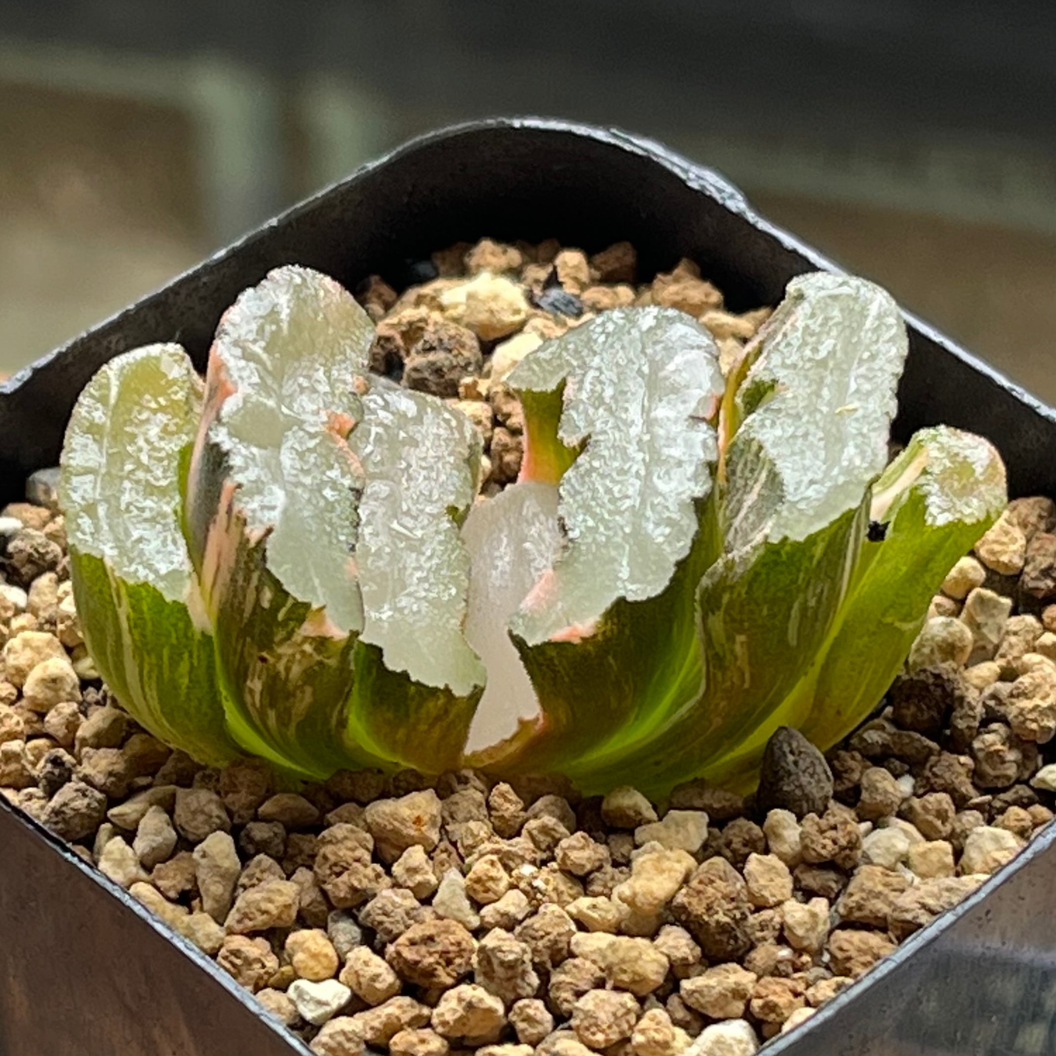 ハオルチア 水晶オブツーサ錦×ディープパープル 実生 | mocono_plants