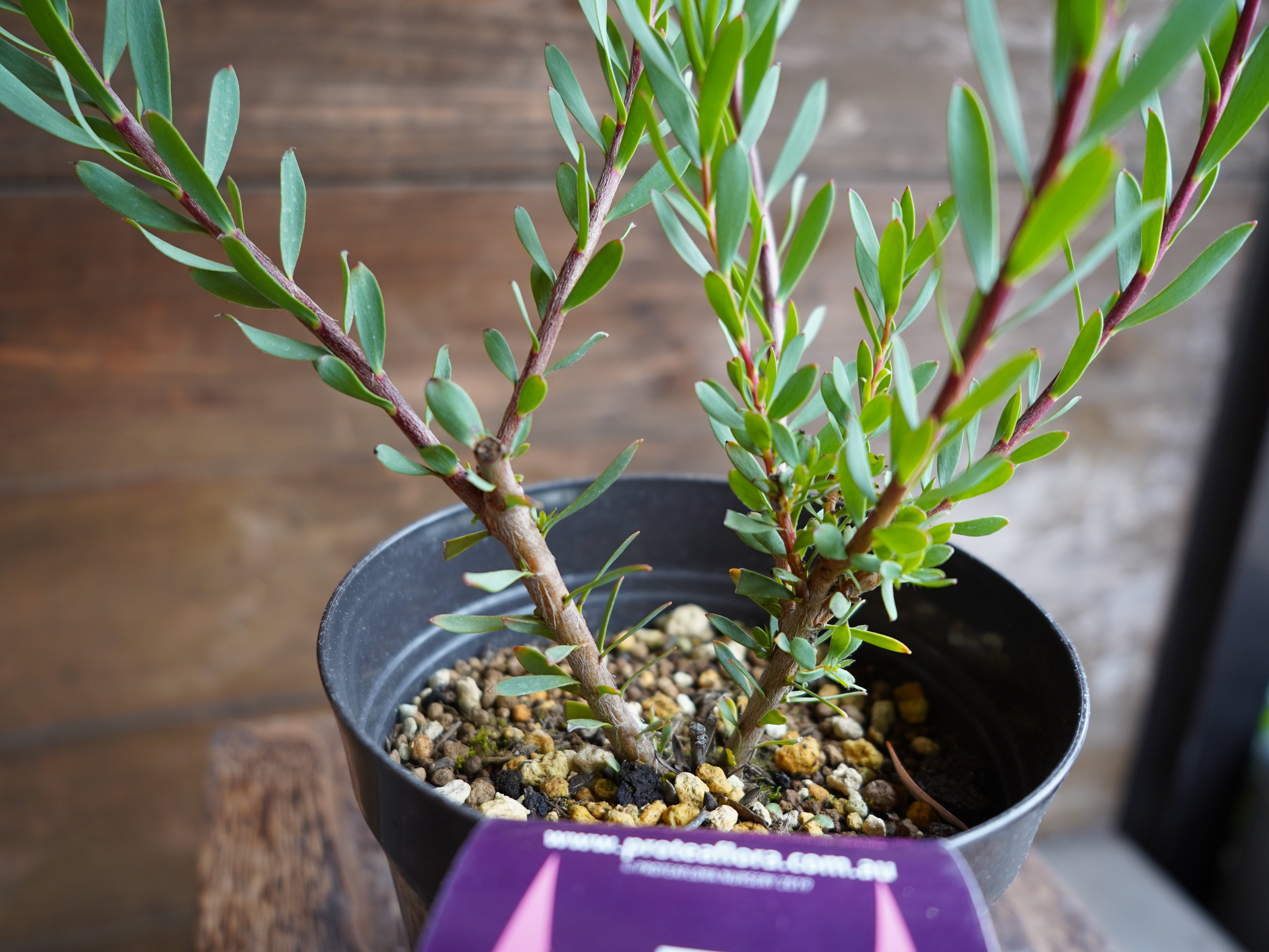 【現物】リューカデンドロン　”Amy”