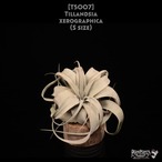 【送料無料】xerographica S〔エアプランツ〕現品発送T5007