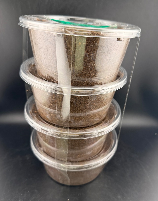 【WF1】《ジェンキンスノコギリ 幼虫4頭セット》Moro氏委託個体