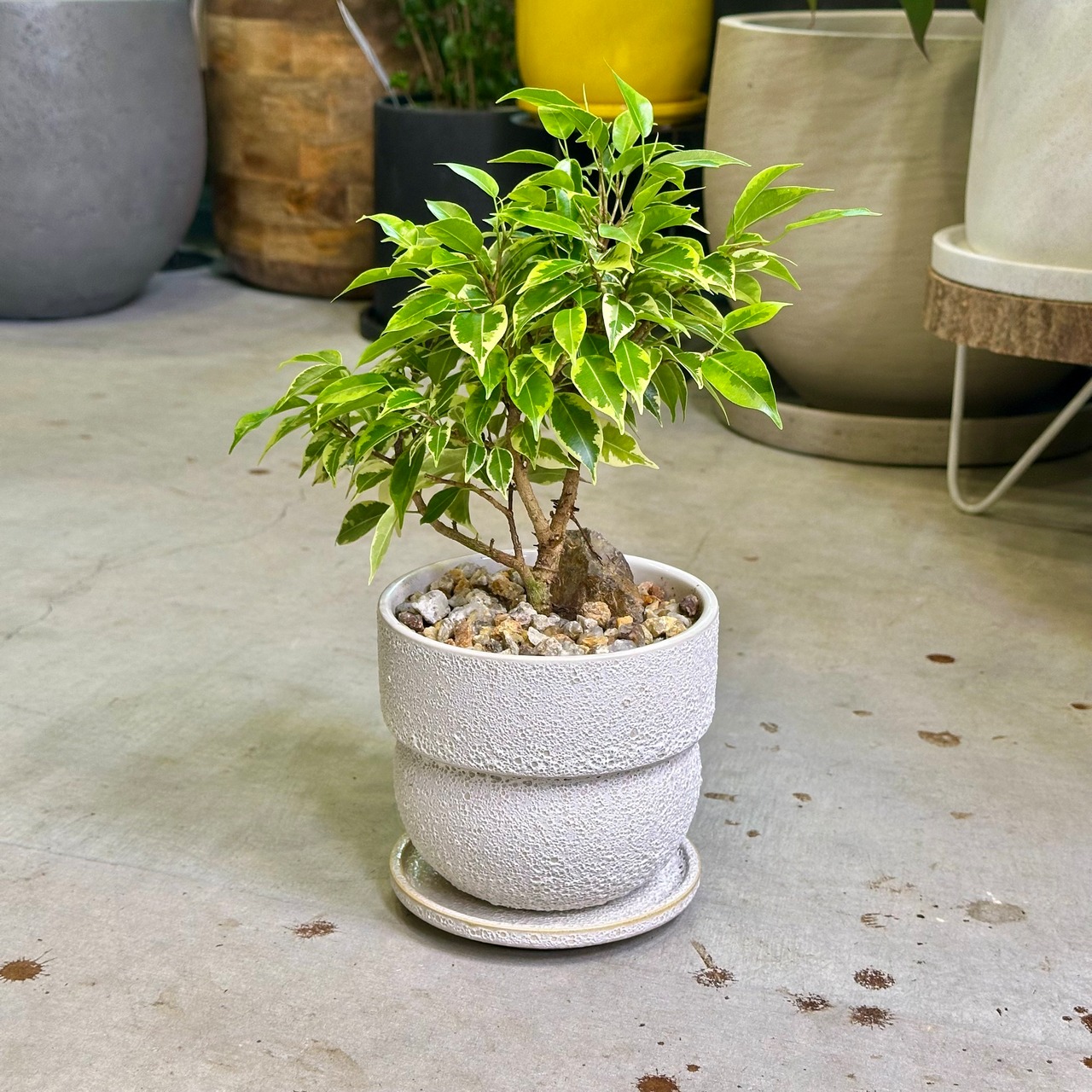 ベンジャミン・ラブリー