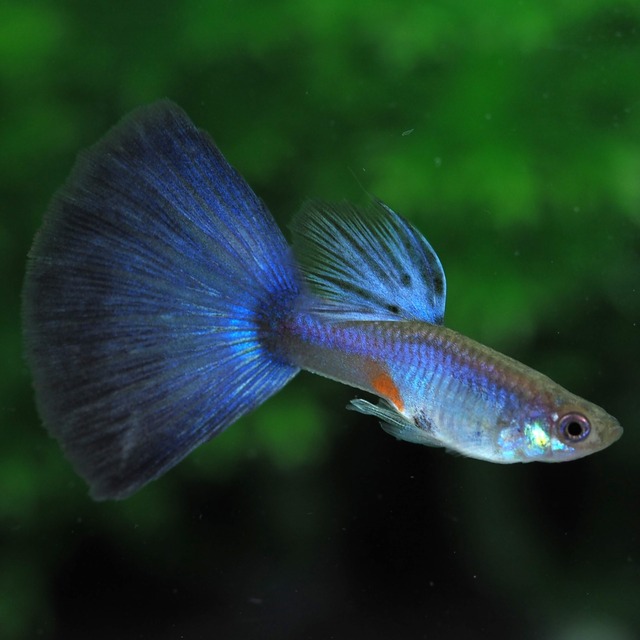 専用　RREAスーパーホワイト・RREAフルレッド・ラズリーブルーテール　リボンオス6匹