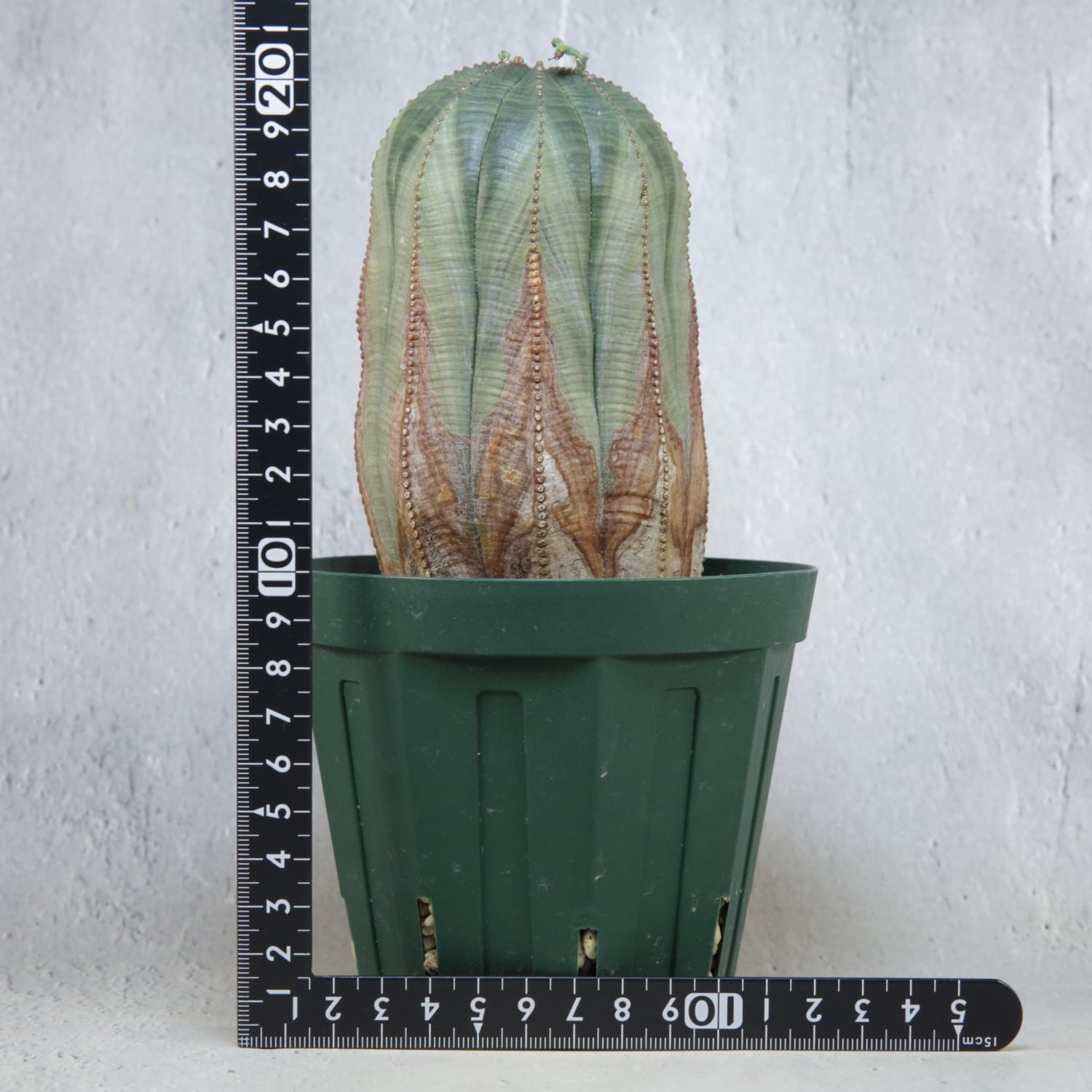 メス株【超厳選株】大株 最大幅9cm ヴィンテージ カキコ 美模様