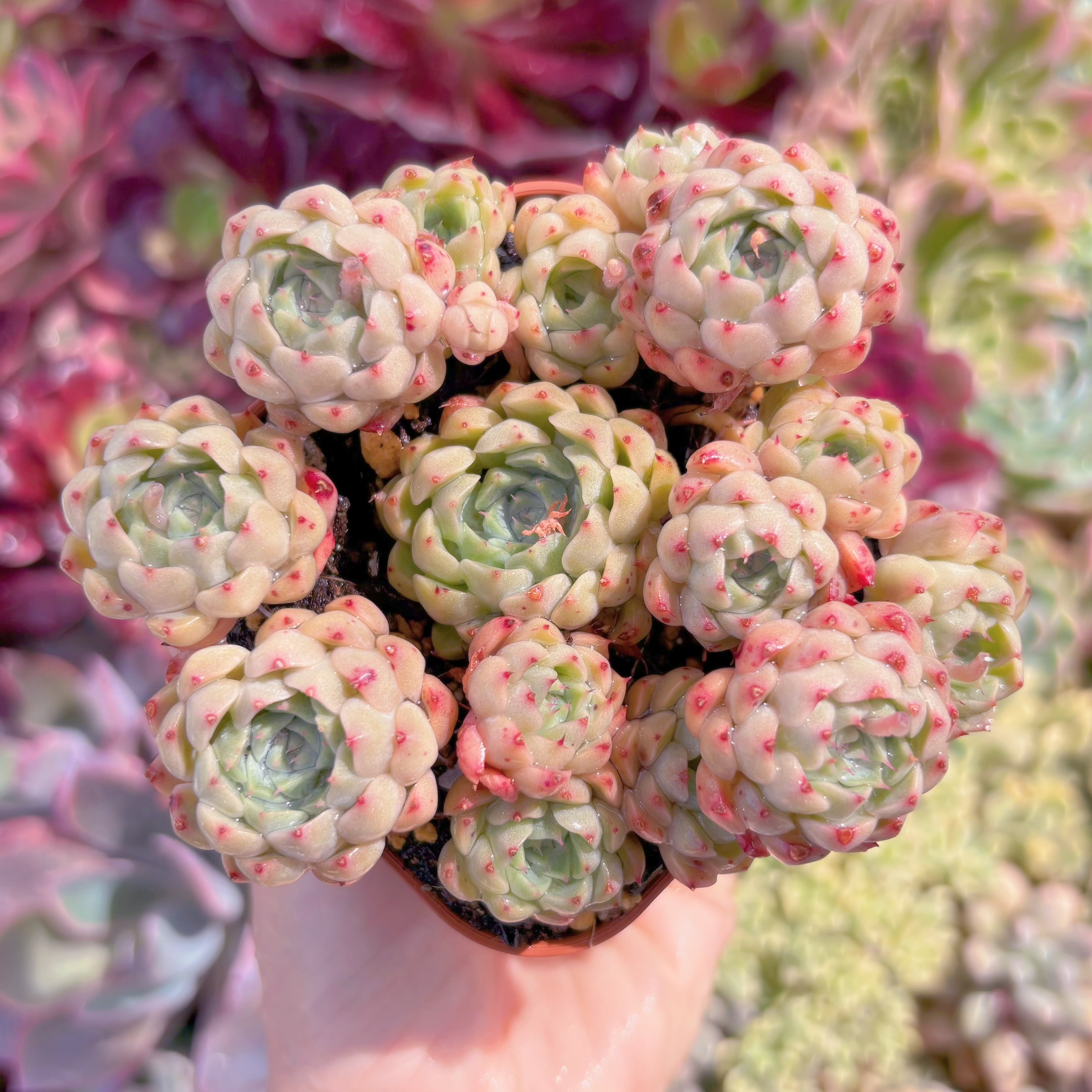 現品　 Ready stock Echeveria#2192　群生　新入荷　るる農園