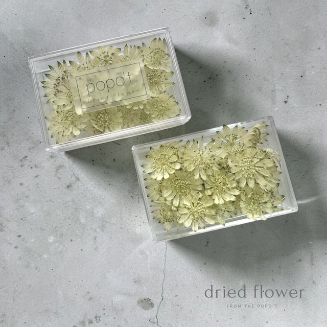 ミニアストランティア　ホワイトBox