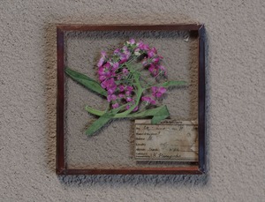 [The FINAL EXHIBITION] 06 ガラス標本 XS アリッサム