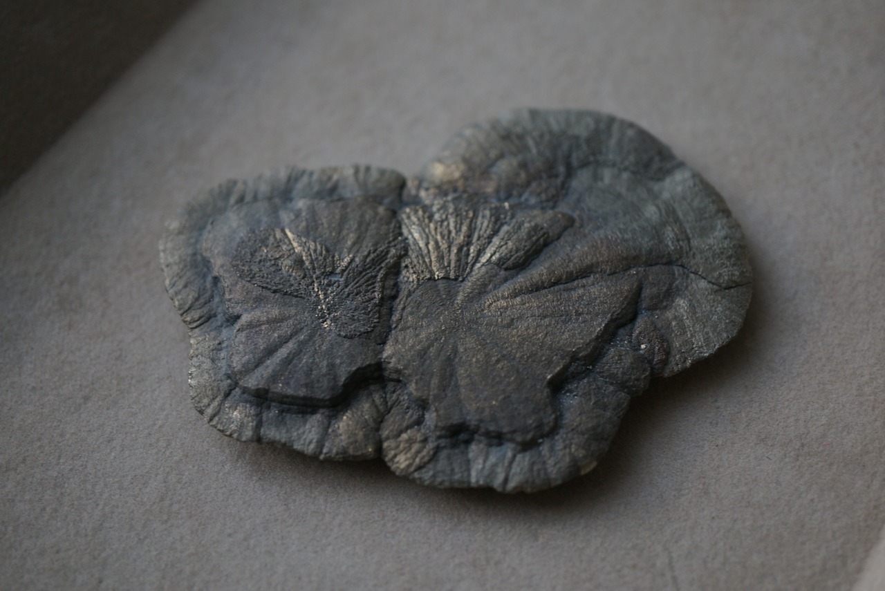 パイライトサン Pyrite Sun 1678