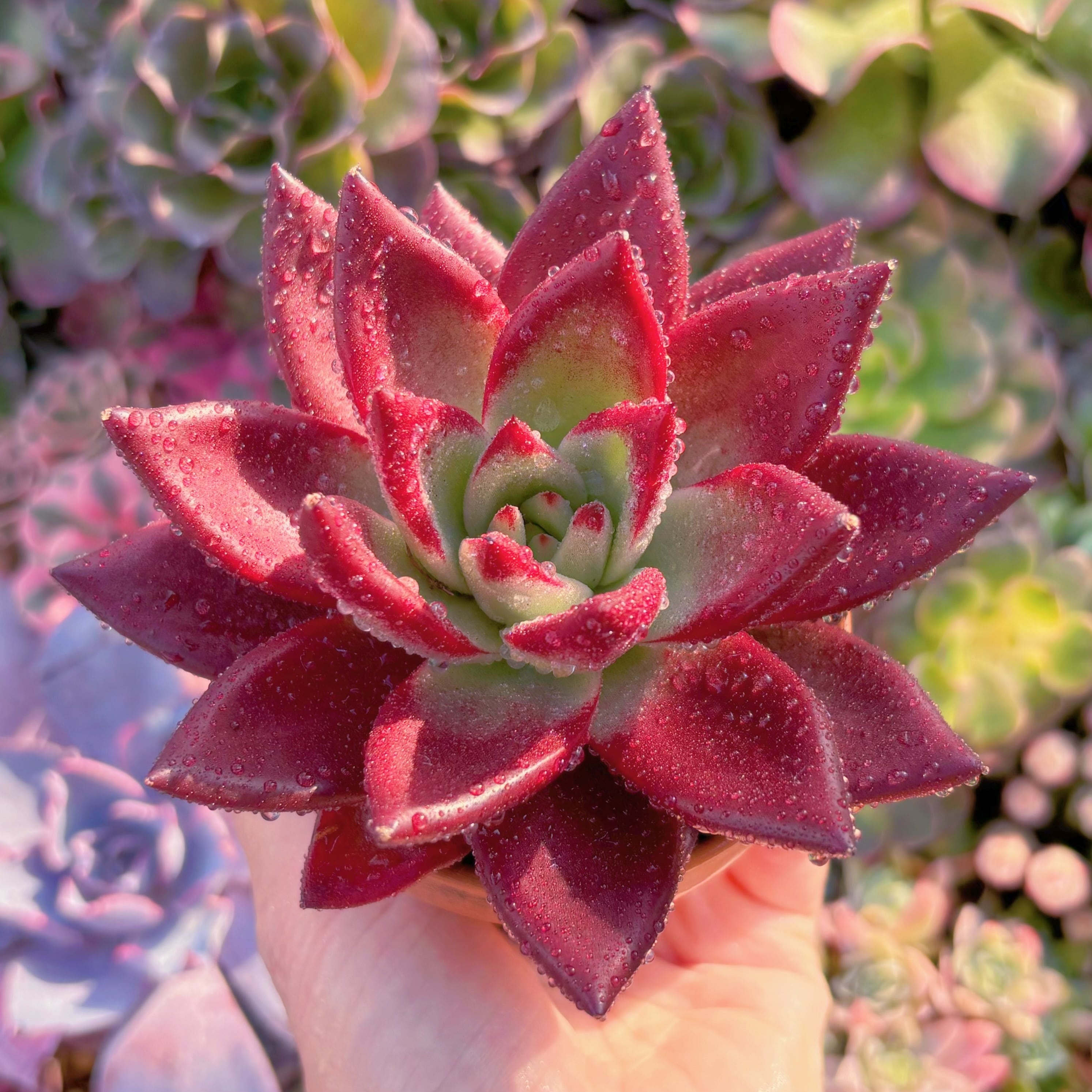 多肉植物　Red Devil　新入荷　るる農園