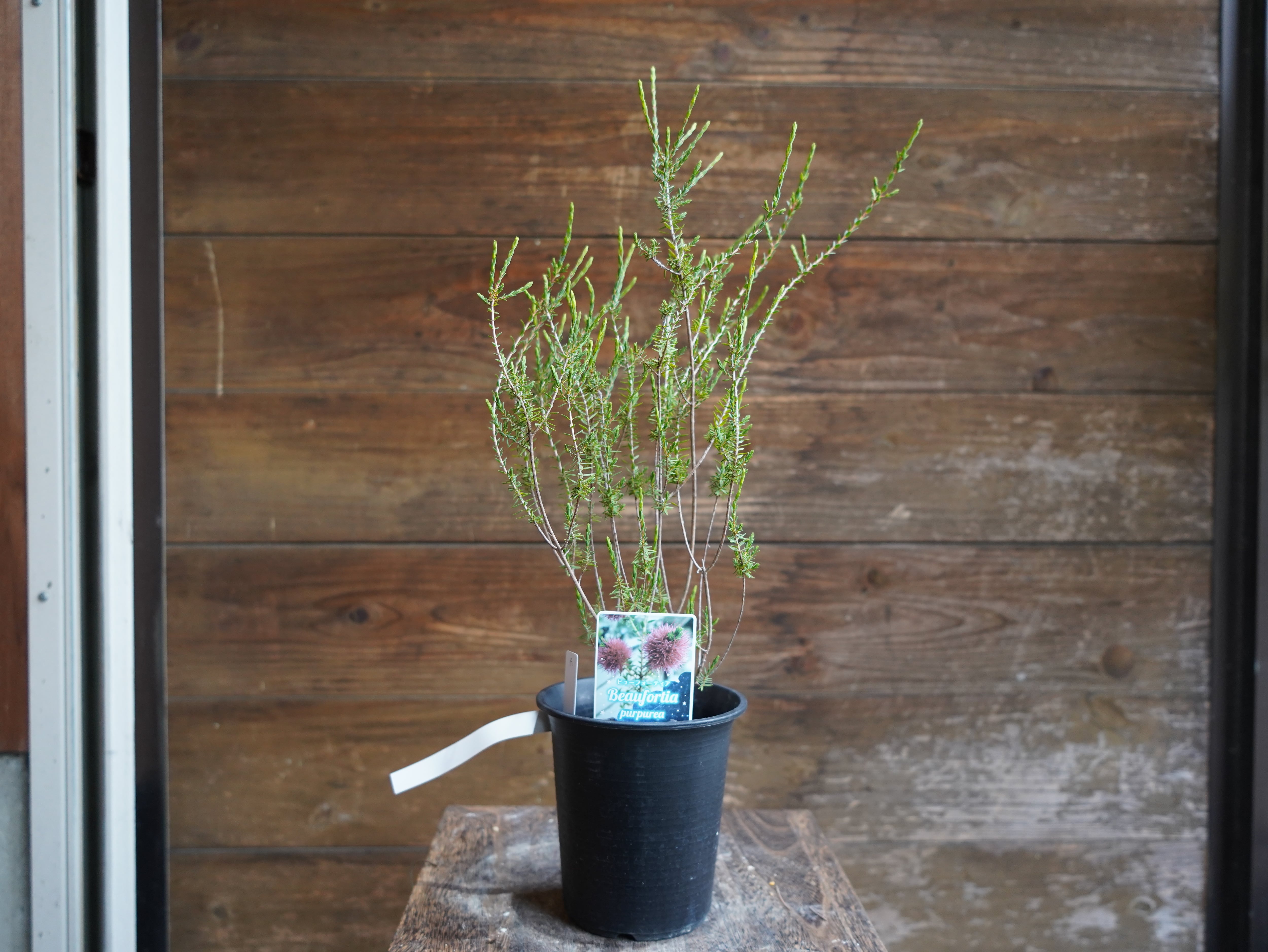 【現物】ビューフォーティア　プルプレア　A