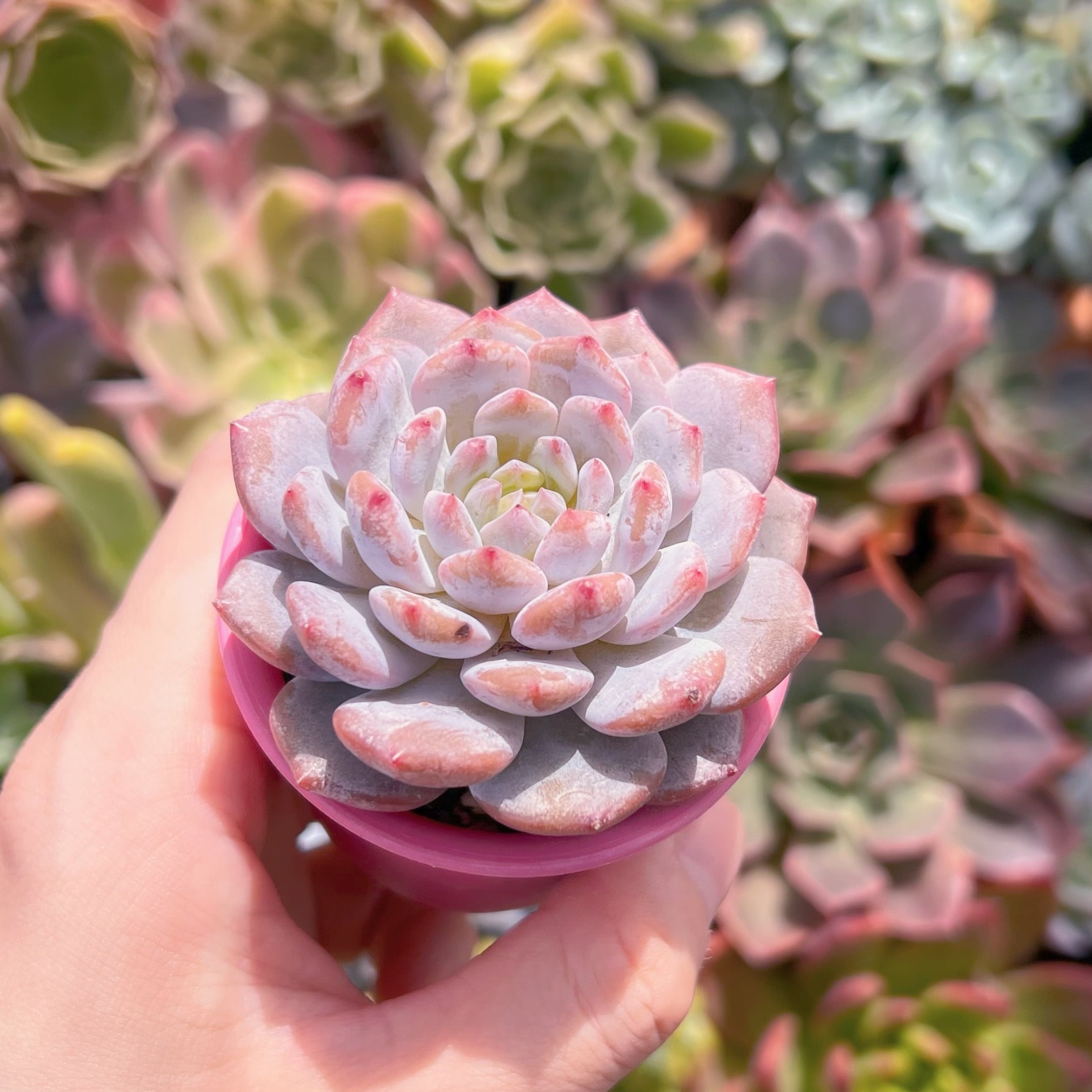 多肉植物　星星　新入荷　るる農園