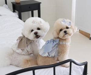 即納【ruanddam】ストライプリボンバルーントップ ベージュ