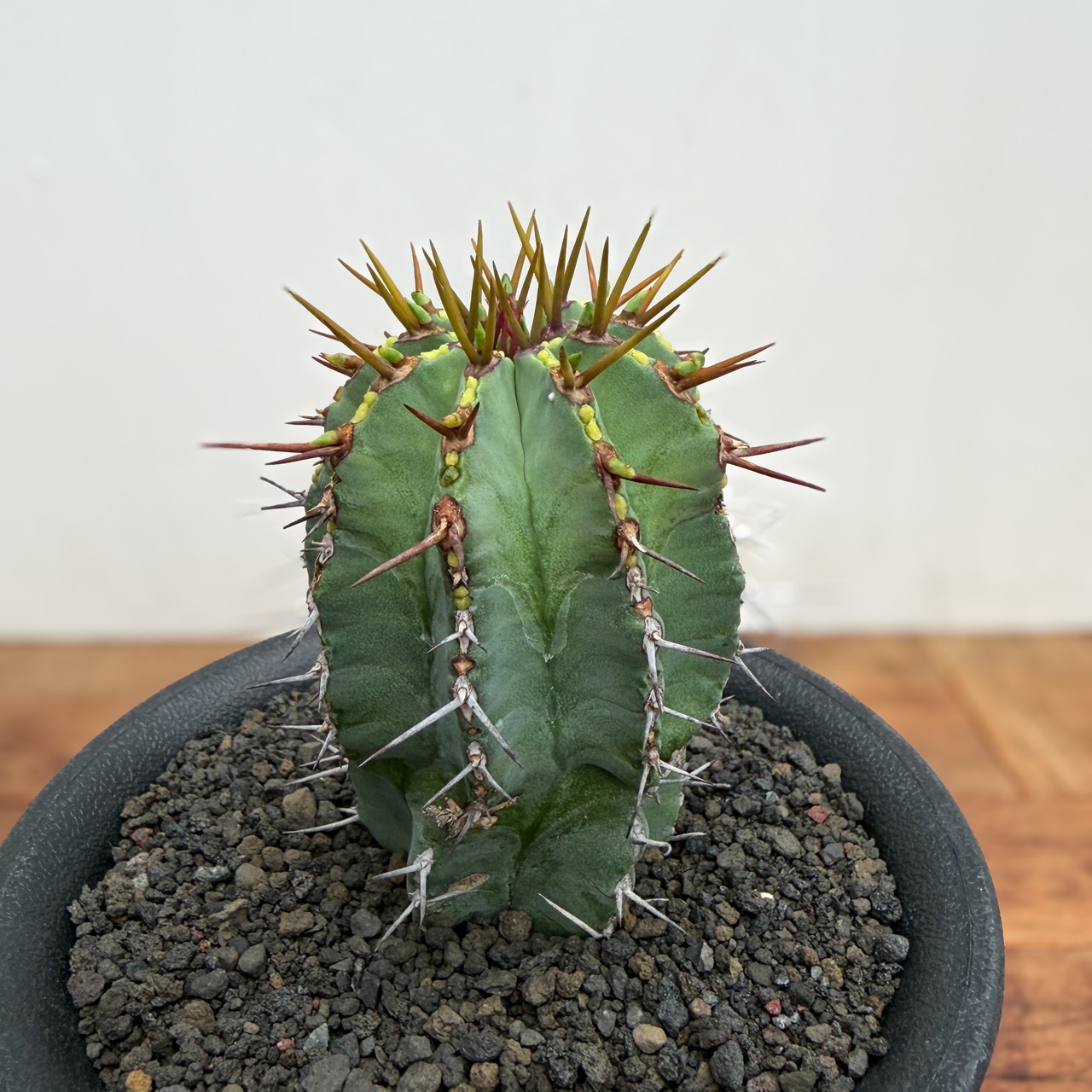 Euphorbia fruticosa【ユーフォルビア・フルチコーサ】