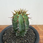 Euphorbia fruticosa【ユーフォルビア・フルチコーサ】