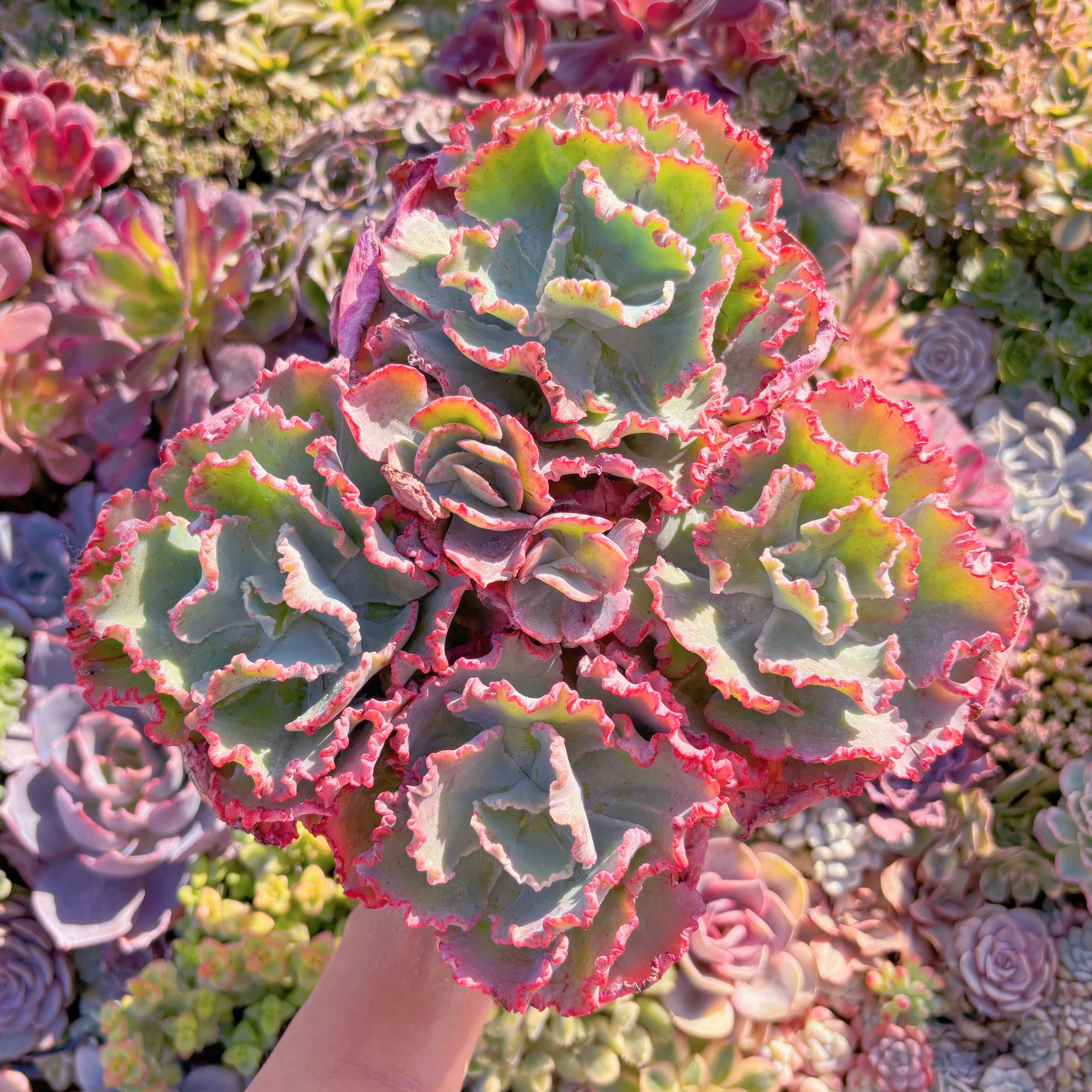 現品　ディックライト#M018　特特大群生　新入荷　るる農園