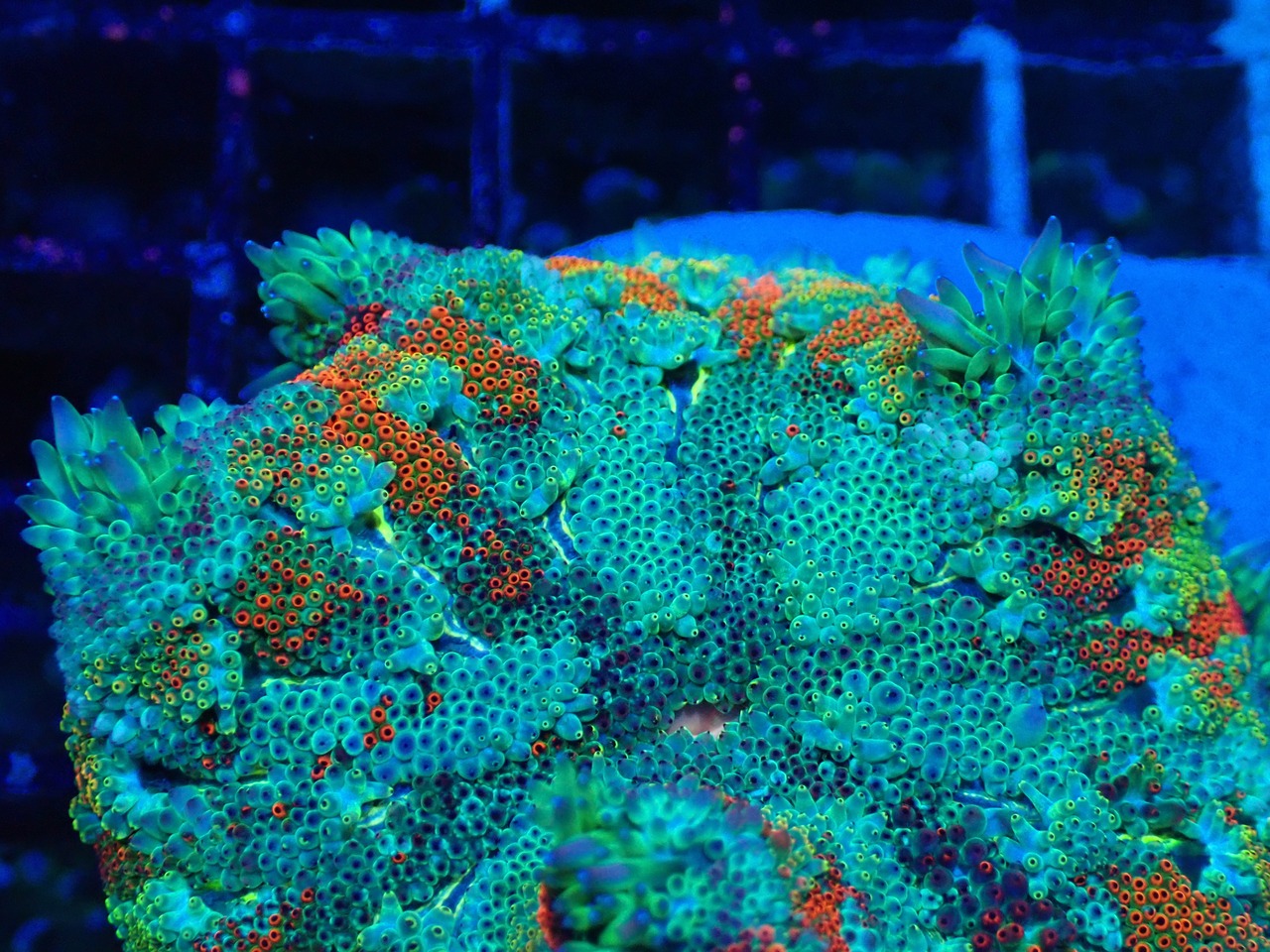 【現地買付】FlowerRockAnemone Rainbow