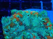 【現地買付】FlowerRockAnemone Rainbow