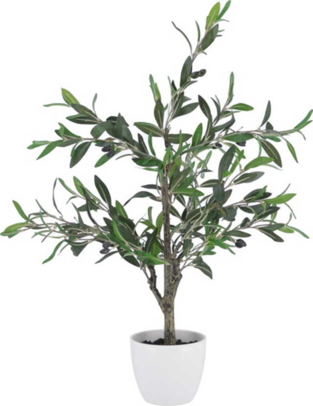 観葉植物 オリーブ 312