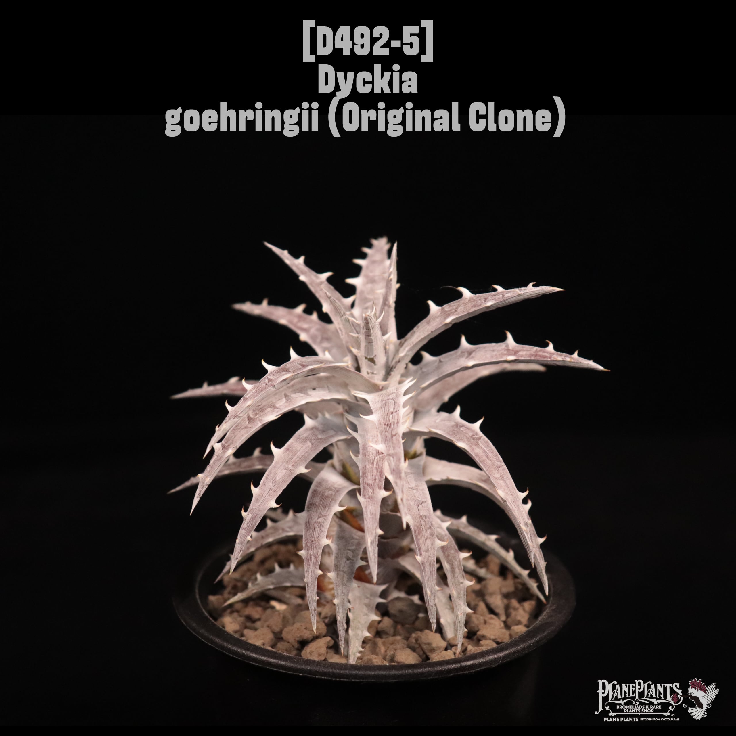 ディッキア Dyckia ‘A New Beginning’ original Dyckia | plane plants