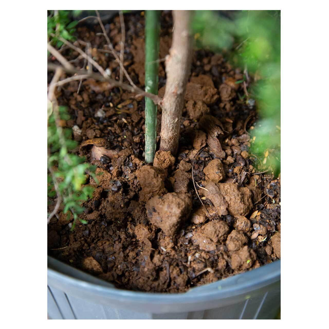 Leptospermum polygalifolium 'Vertical Drop' | Seeding