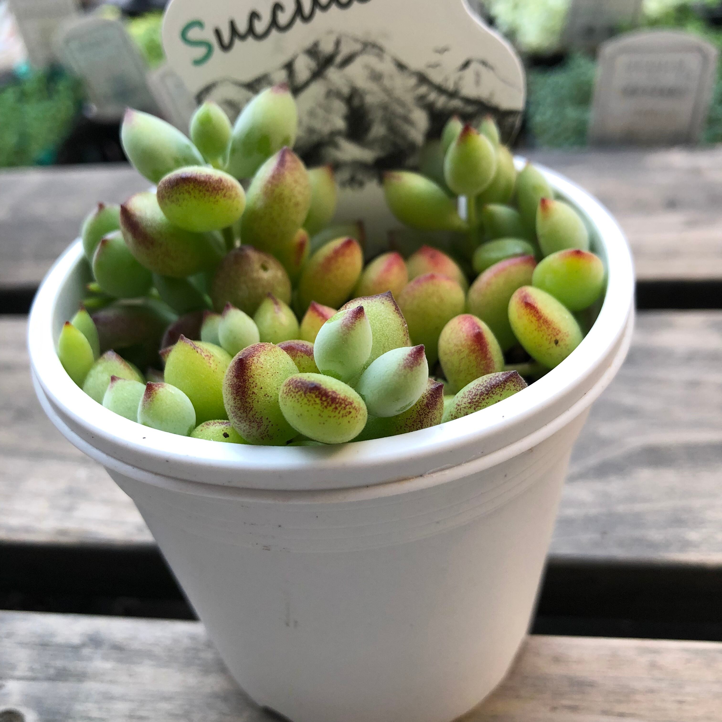 ペンデンス とげとげハウス Sanrokuシリーズ コチレドン 多肉植物 Melty Works 多肉植物 と Dulton プランター のお店