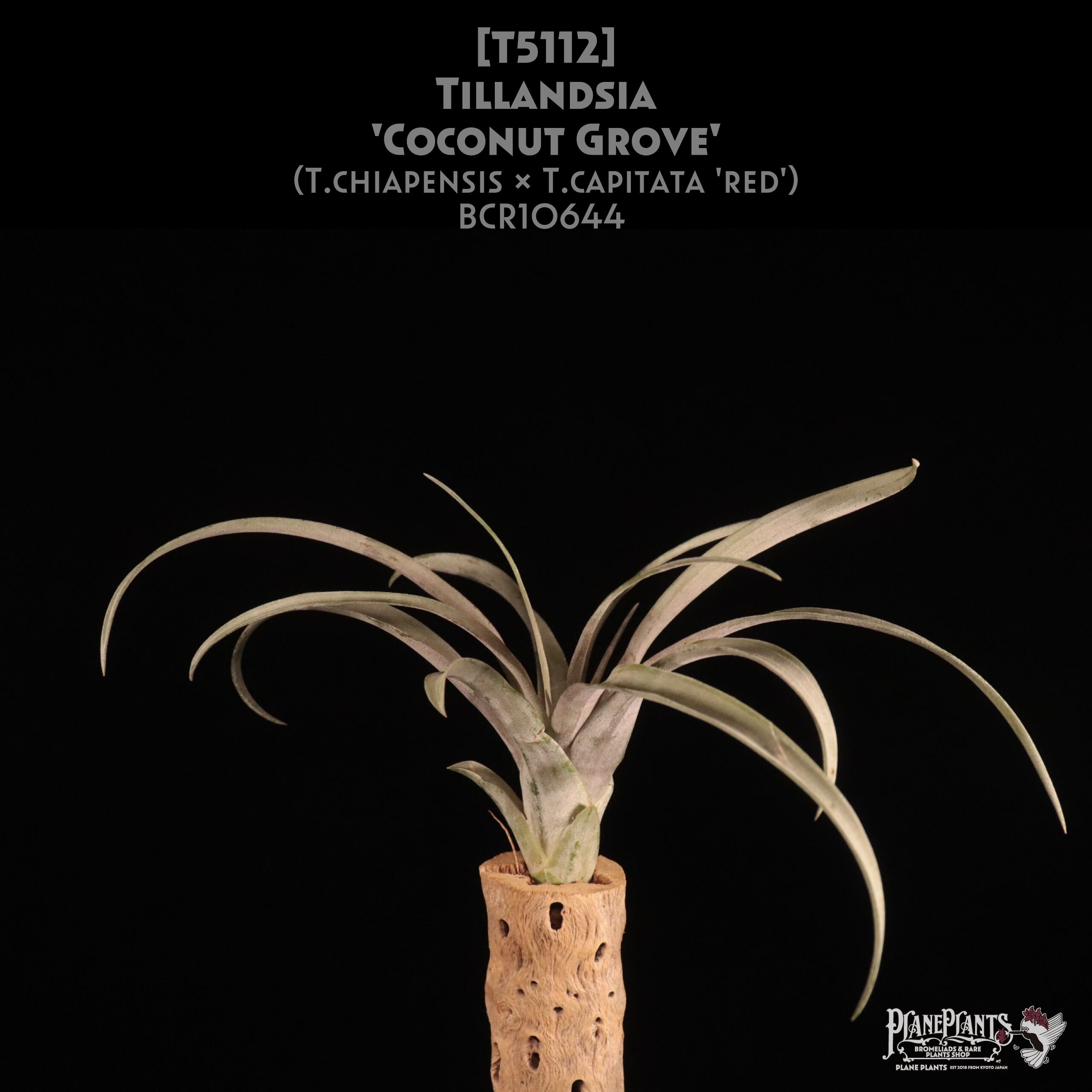 送料無料】'Coconut Grove'〔エアプランツ〕現品発送T5112 | plane plants