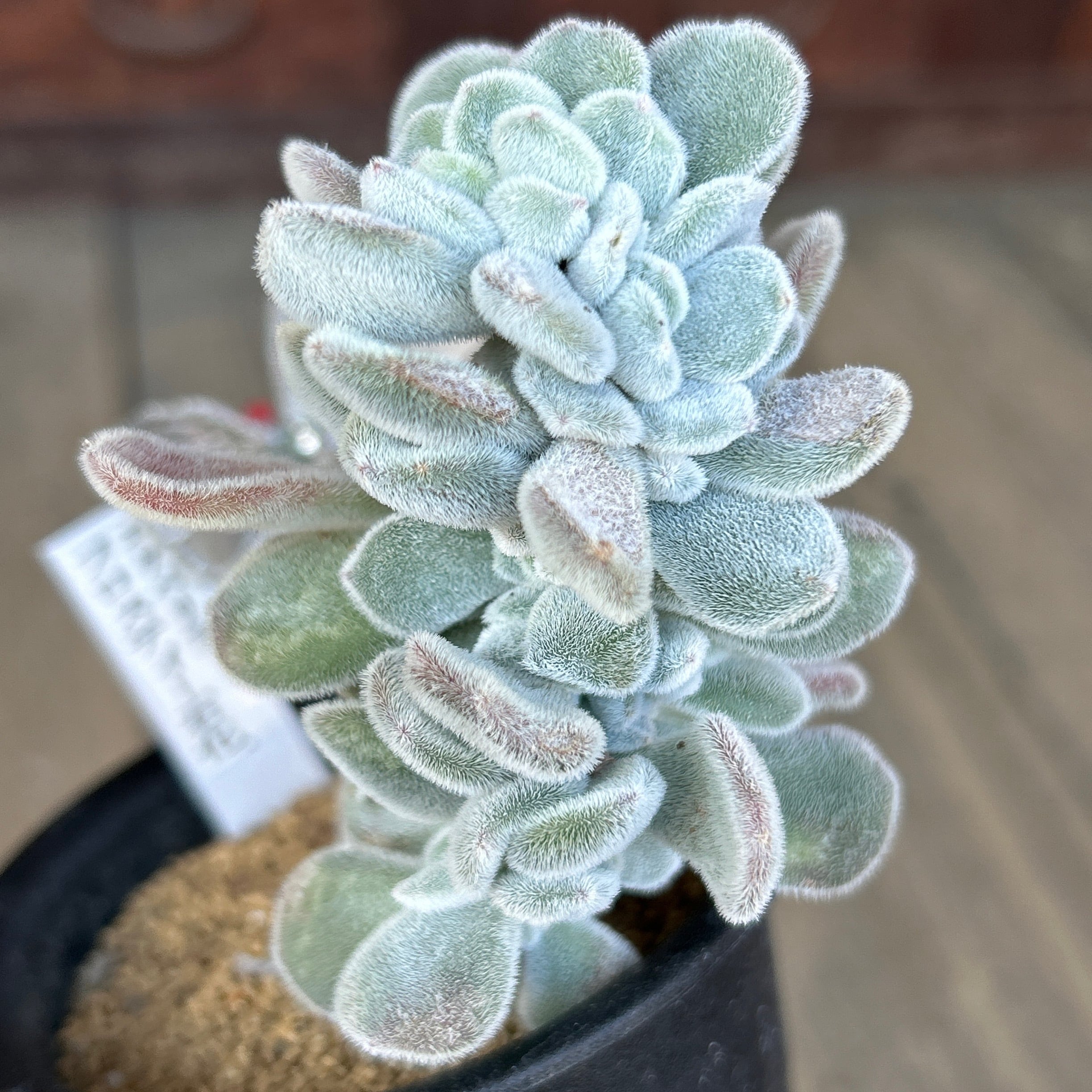 綴化 | RuPo 多肉植物専門店