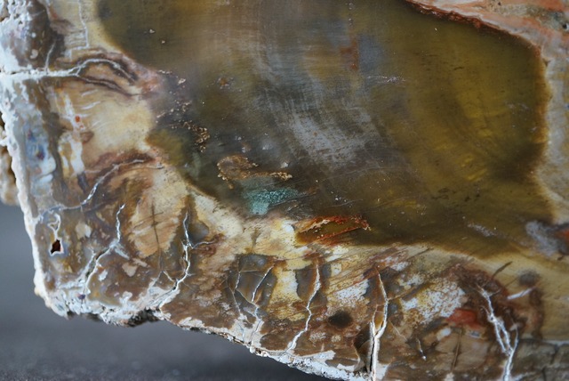 珪化木 ペトリファイドウッド Araucarioxylon 920