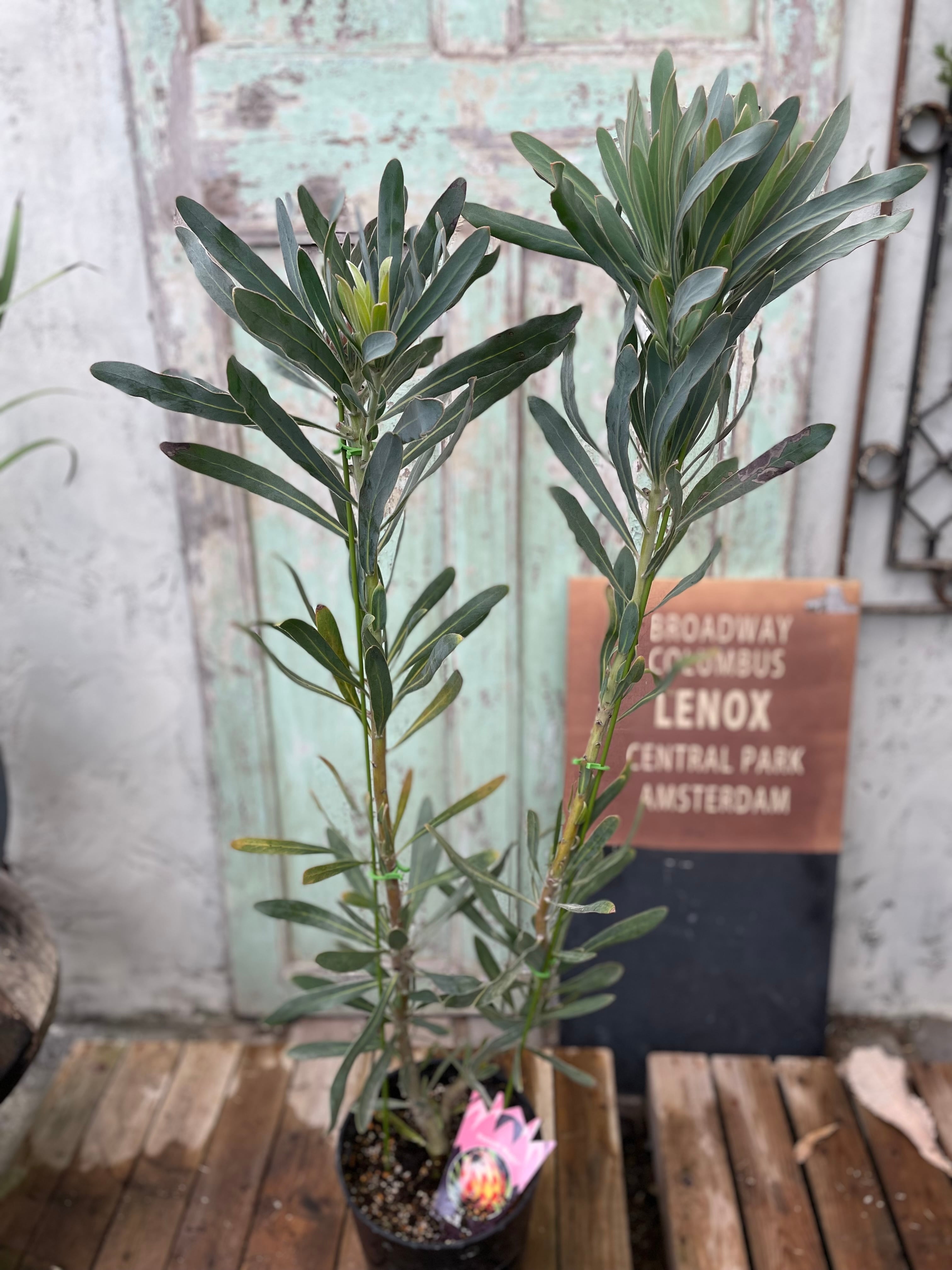 その他観葉植物 Nao 観葉植物 アグラオネマ 4号 プラスチック鉢 | 観葉植物なら