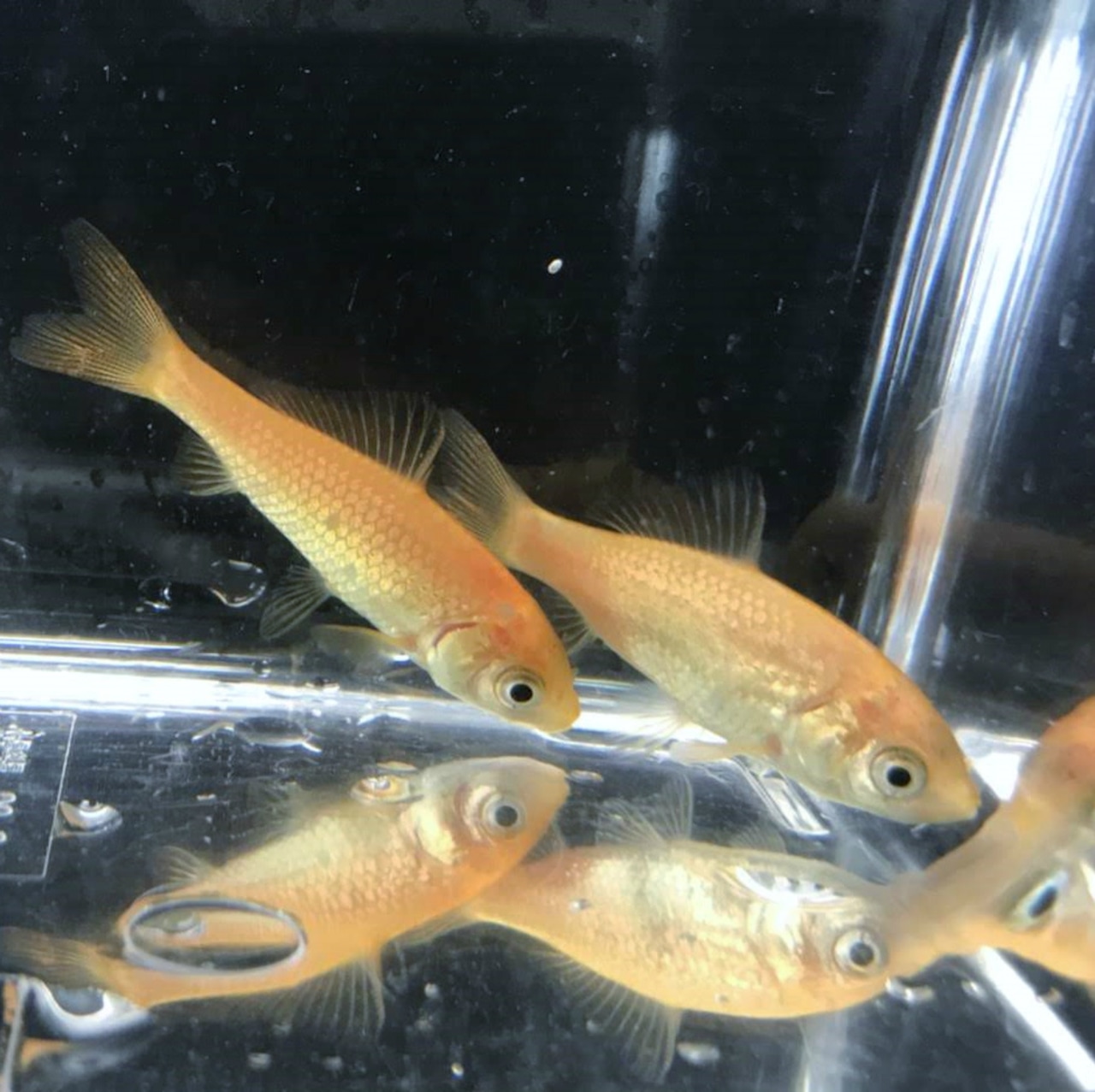 (淡水魚)ヒブナ/緋鮒/緋ブナ (宮城県南部産 養殖) (1匹)【生体】