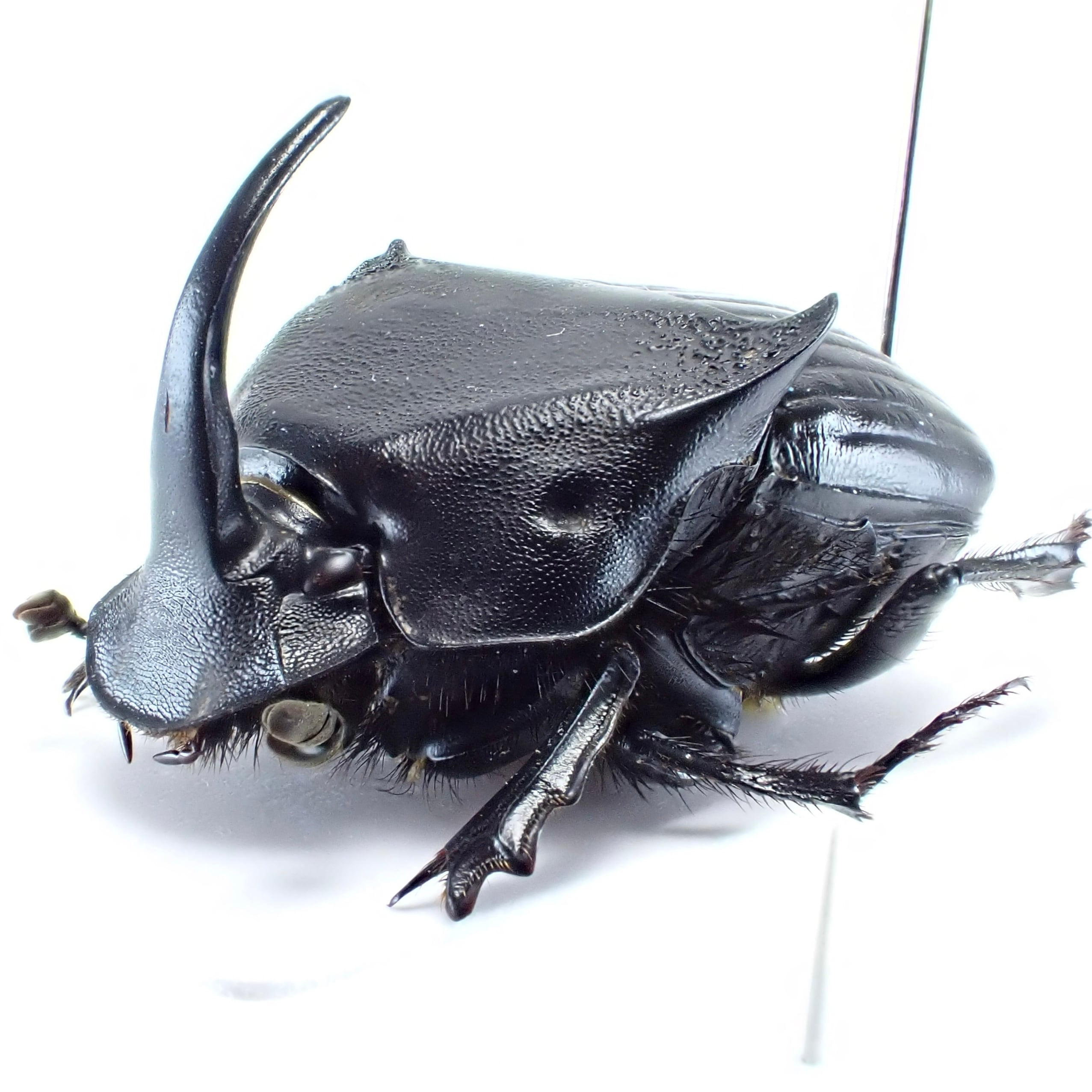 ニジダイコクの仲間（SOLD） | 昆虫標本 Diggers & Rollers